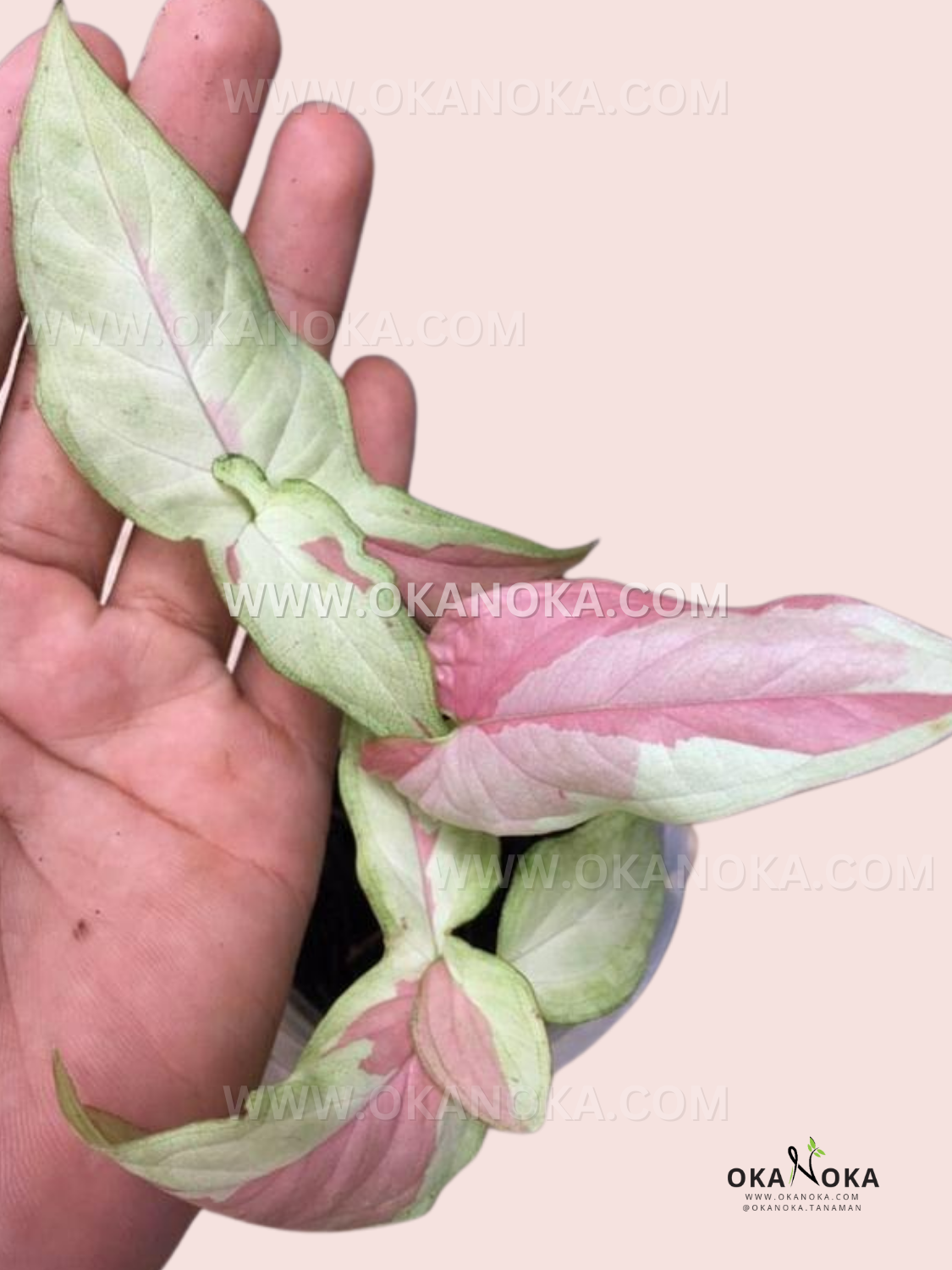 Syngonium Pink Salmon