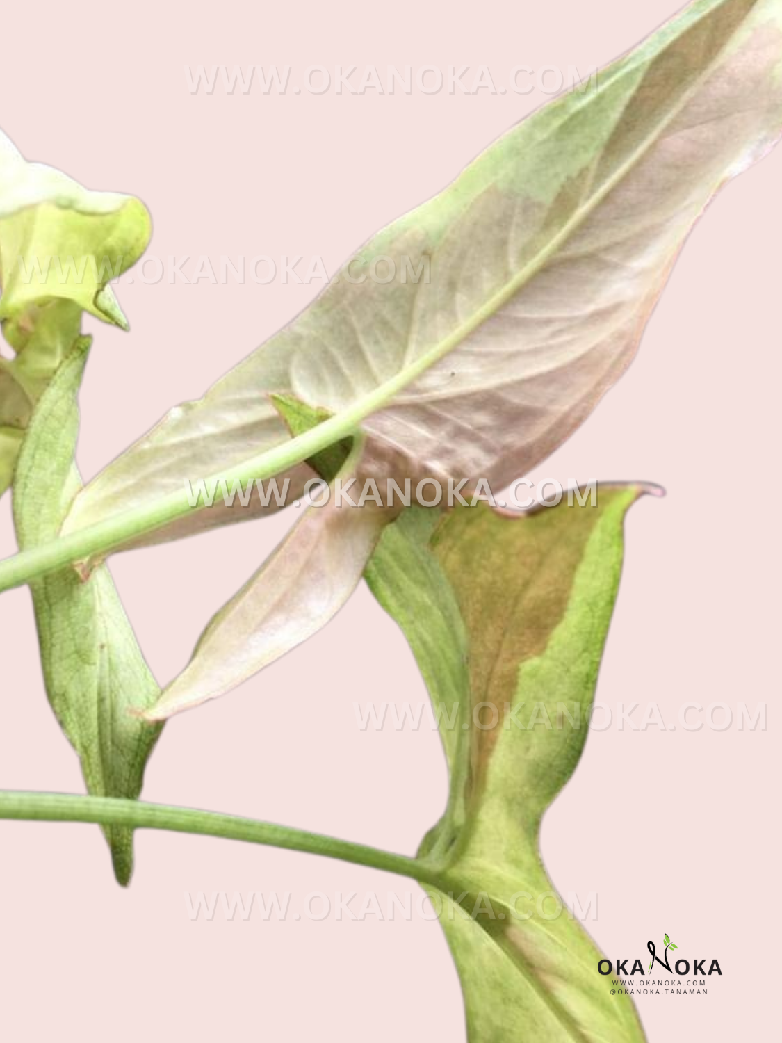 Syngonium Pink Salmon