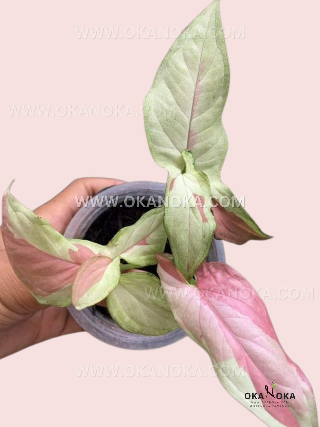 Syngonium Pink Salmon