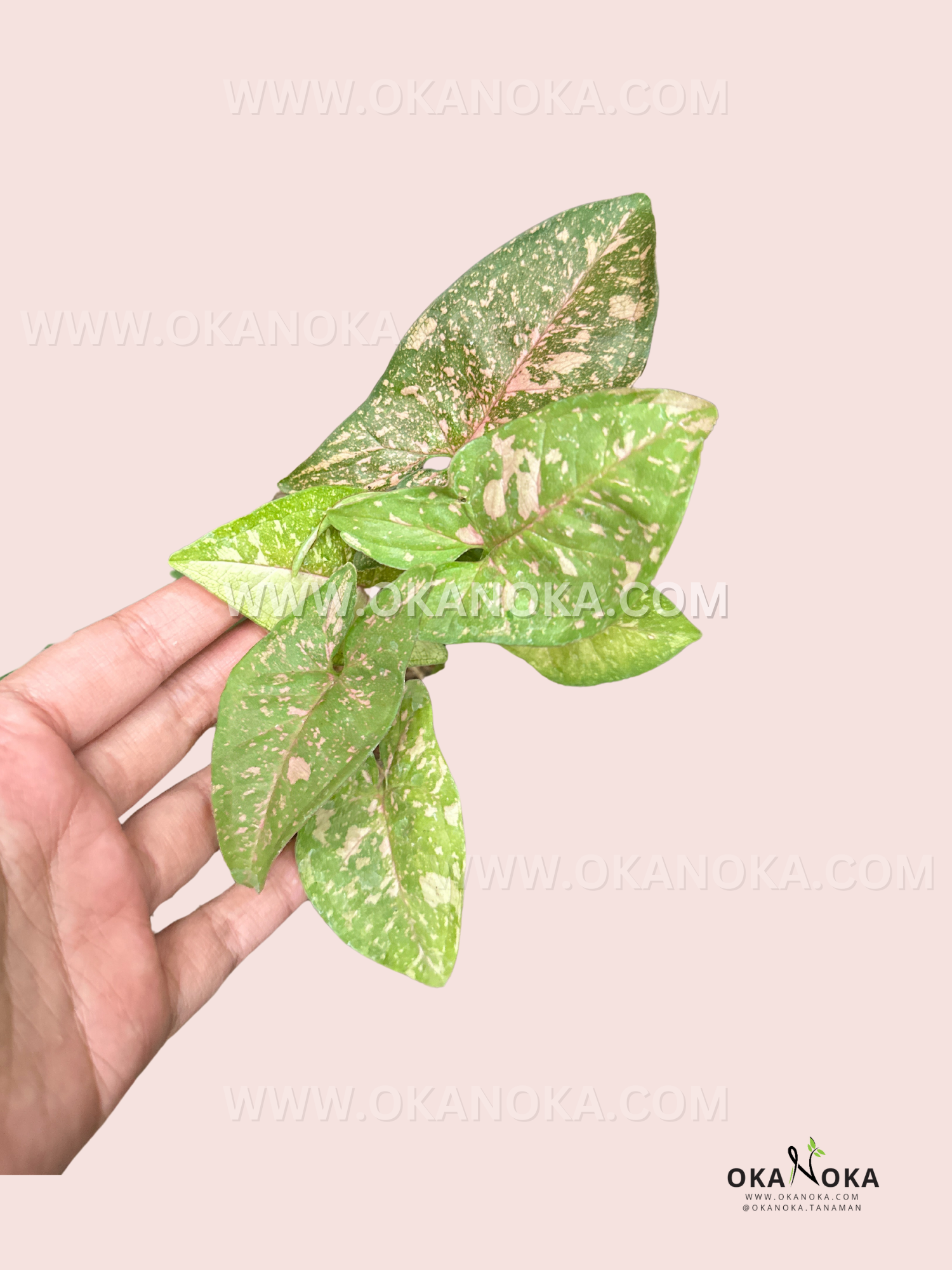 Pink Splash Syngonium * not an import* 2024