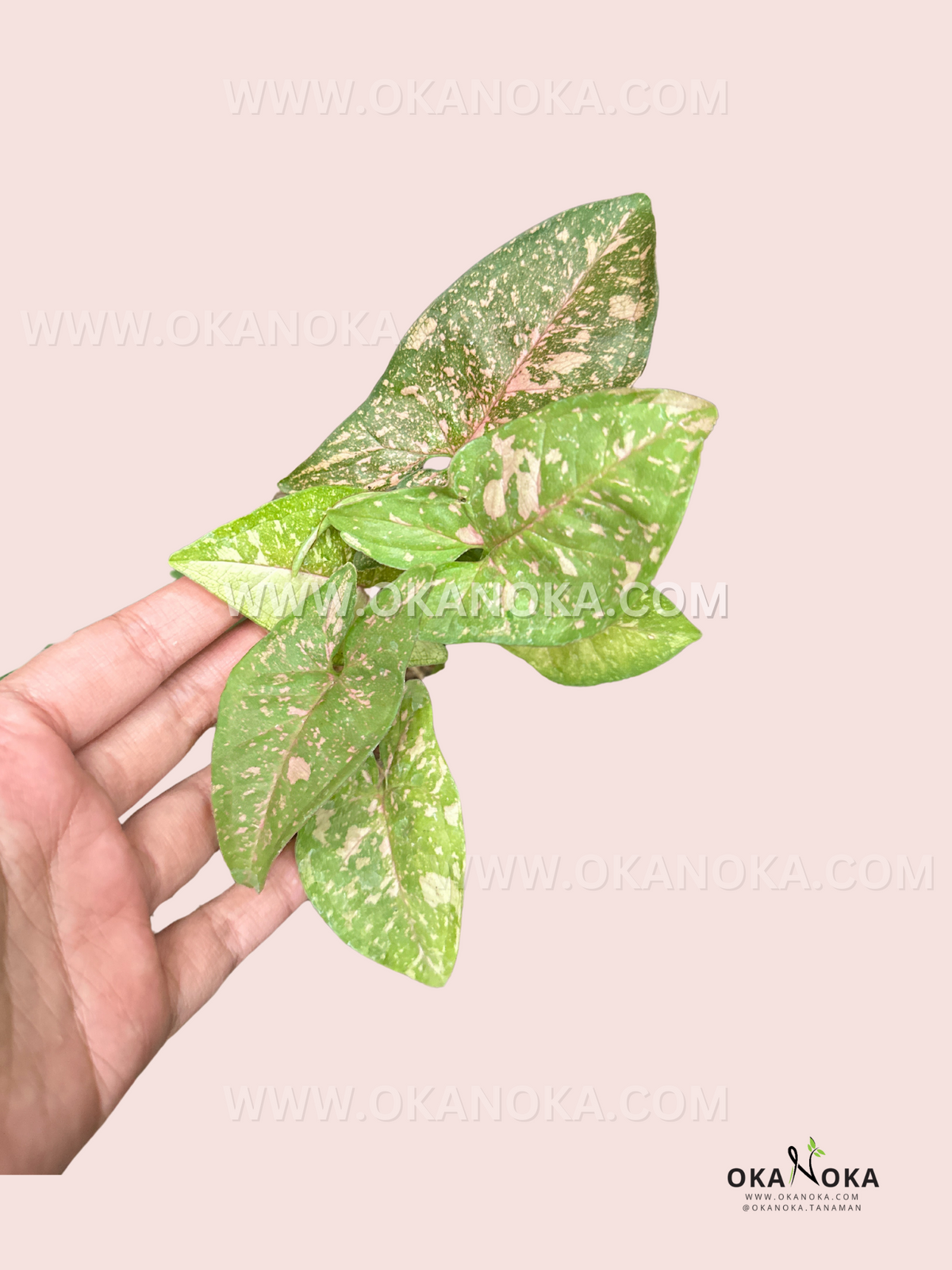 Close-up of a hand holding a Syngonium Pink Splash Allusion showing vivid pink and green variegated leaves.