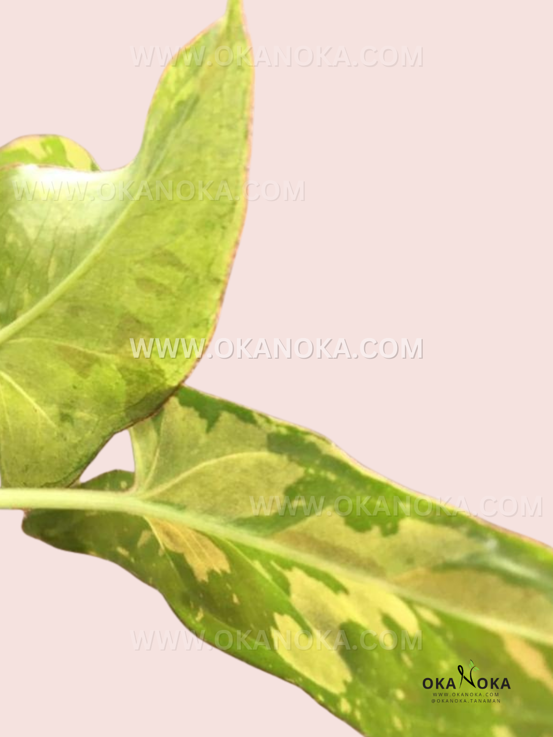 Healthy rooted Syngonium Red Spot Pink on Pink showcasing blush pink tropical foliage.