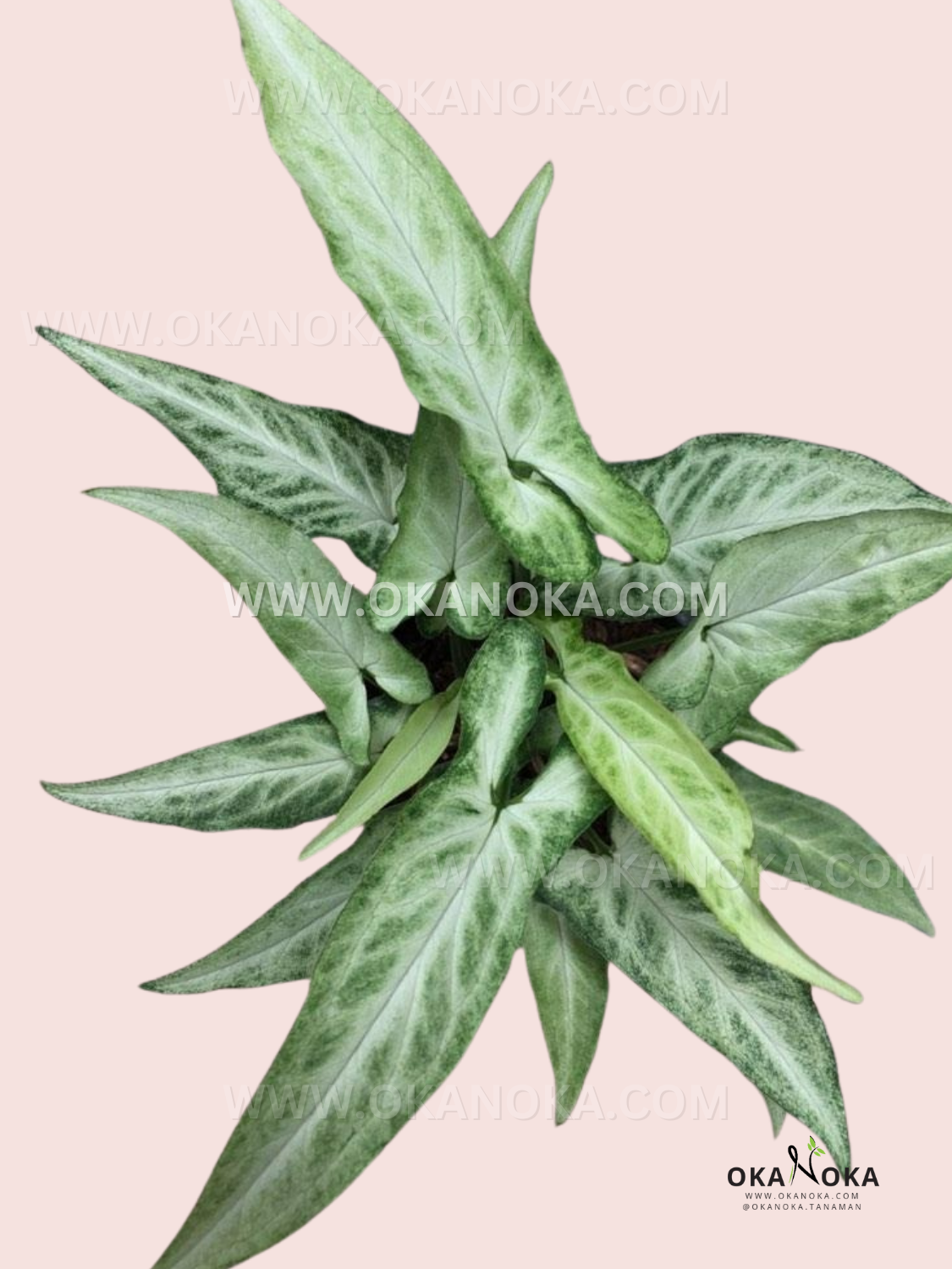 Syngonium Ribbon live plant with elegant green and cream arrow-shaped leaves.