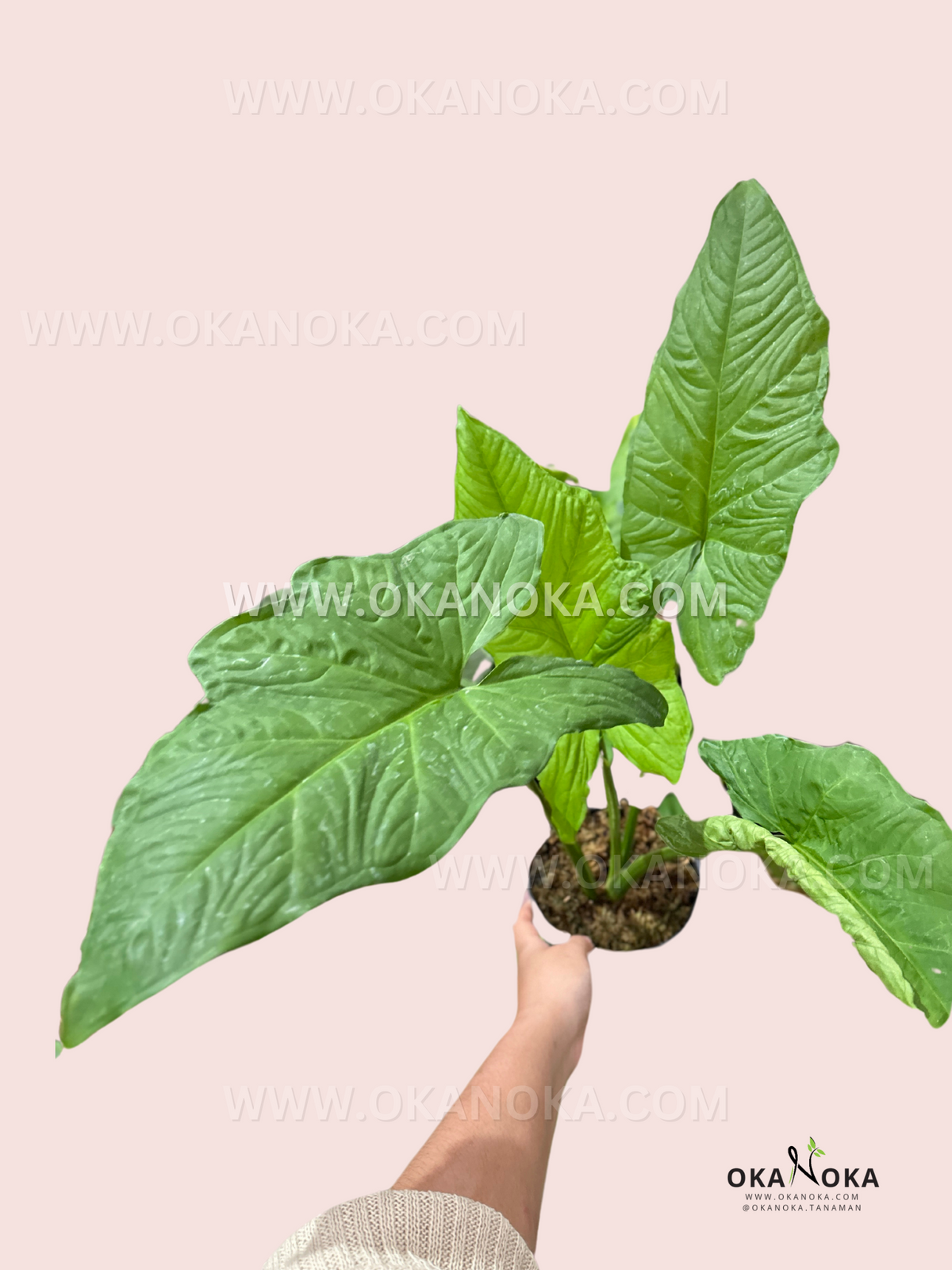 Syngonium Steyermarkii live plant with elongated glossy green foliage.