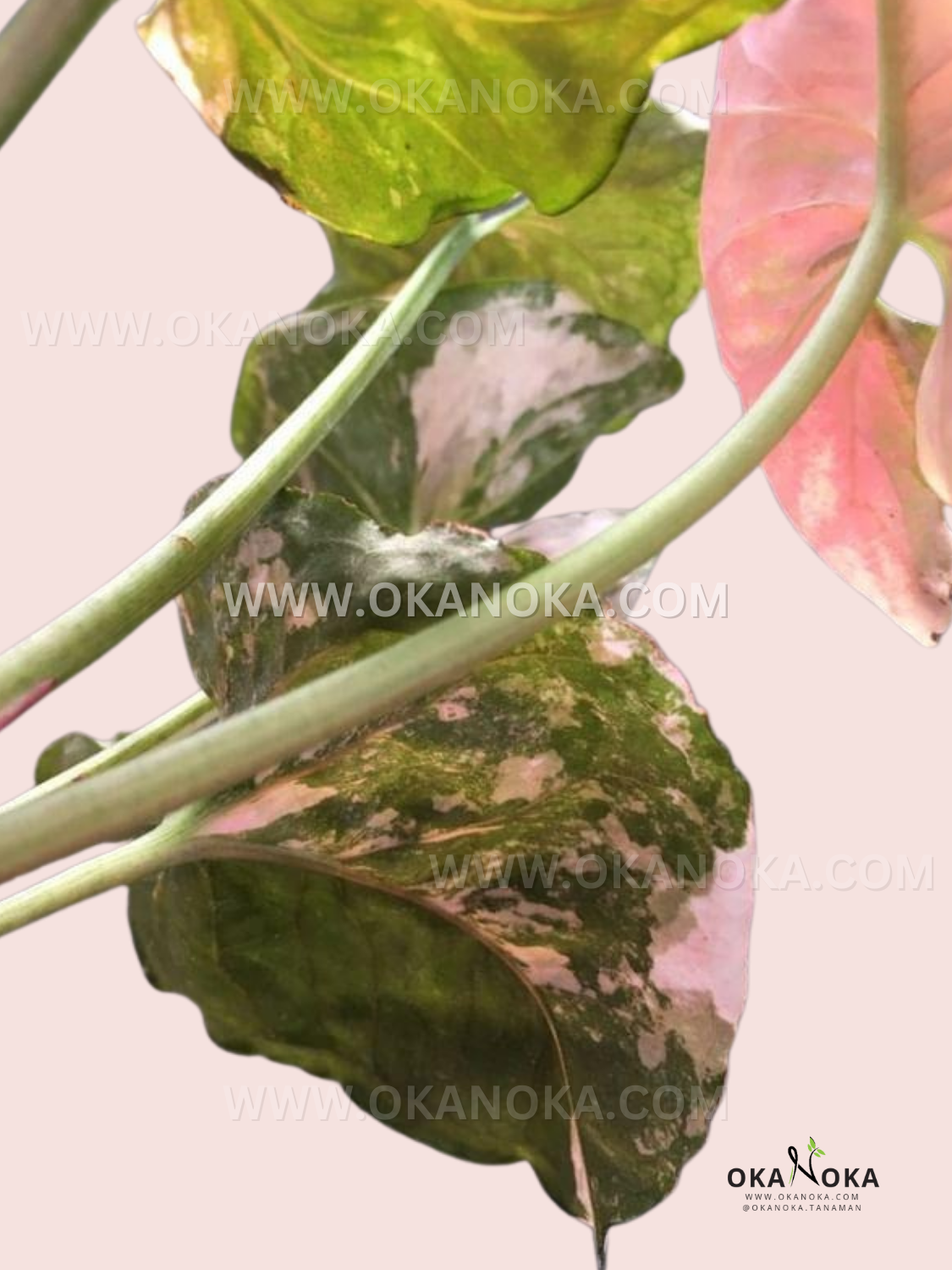 Side view of Syngonium Strawberry Ice Galaxy highlighting trailing leaf structure and color contrast.