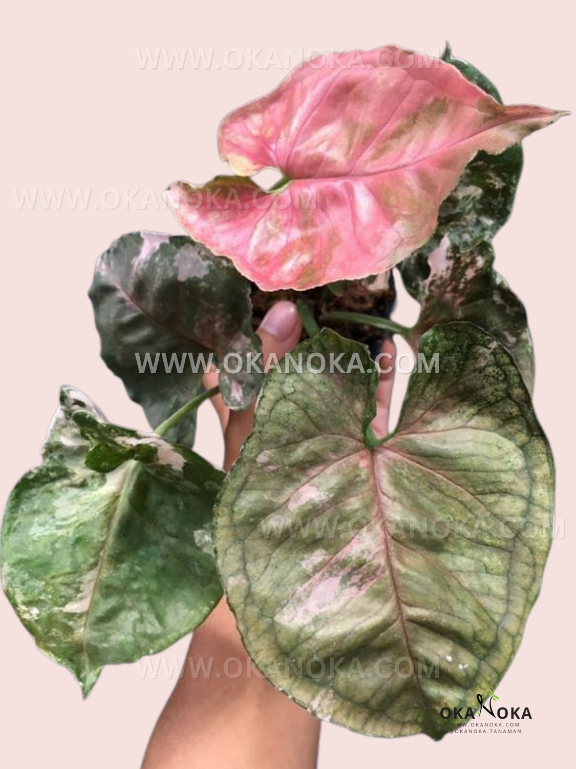 Top view of Syngonium Strawberry Ice Galaxy showing marbled pink, green, and cream leaves.