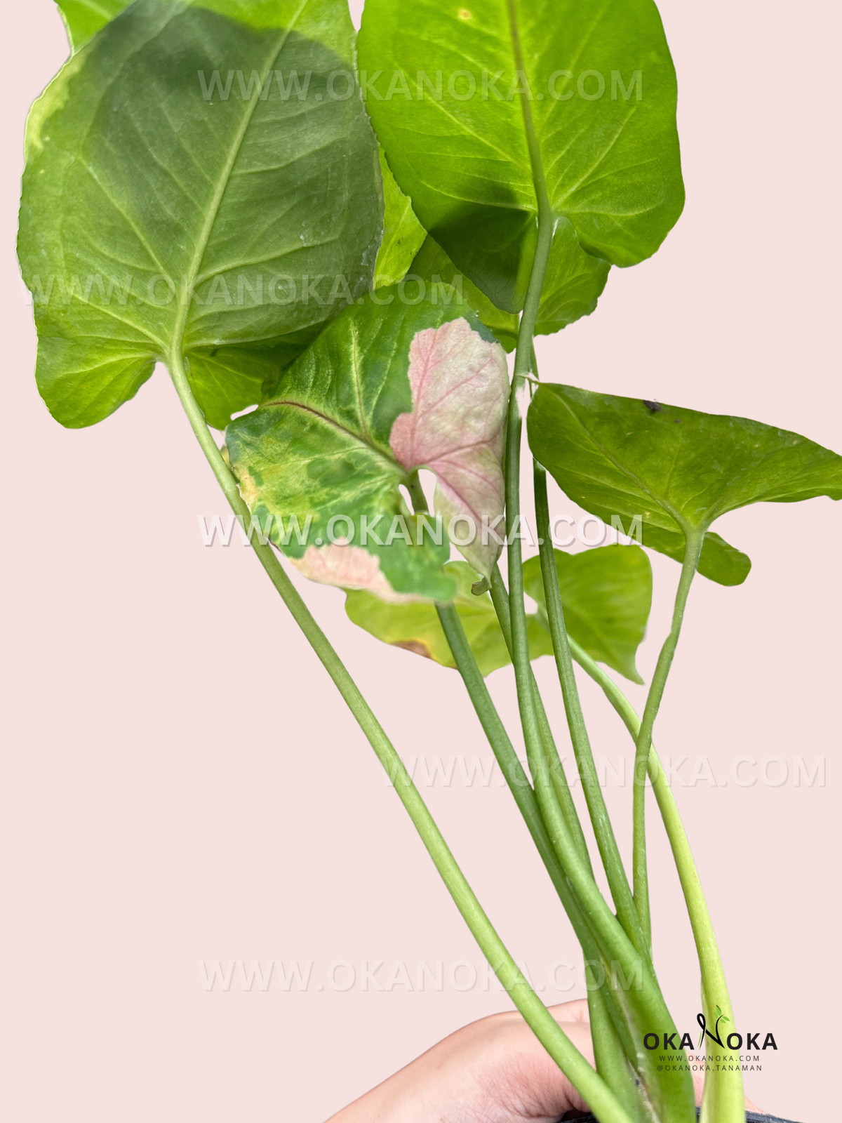 Healthy rooted Syngonium T24 showcasing colorful arrow-shaped tropical foliage.