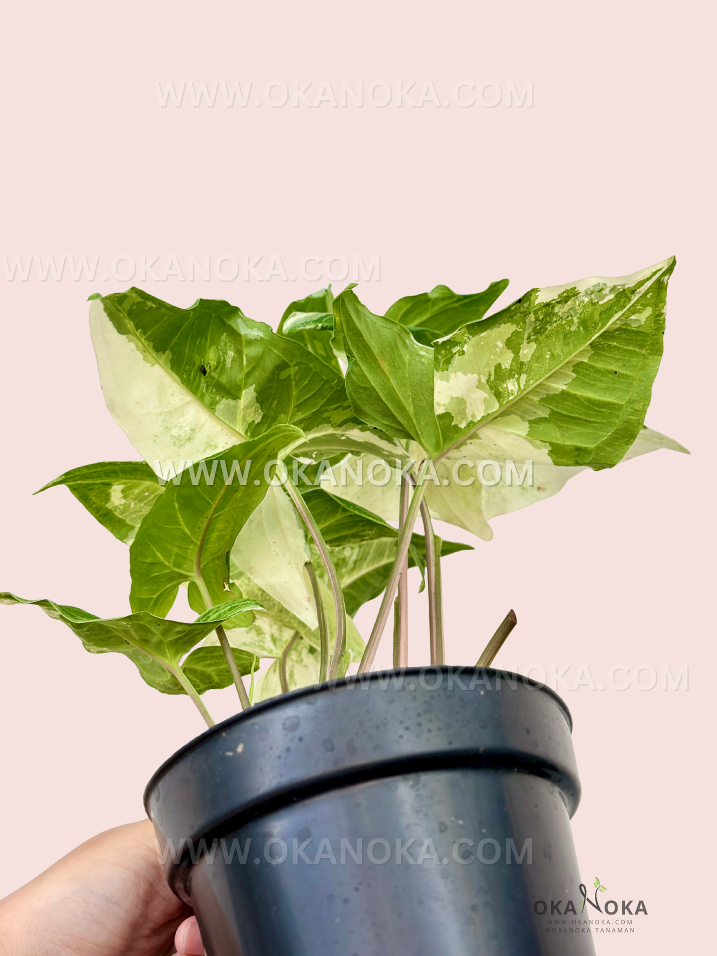 Side view of Syngonium Batik Variegated in pot showing variegated foliage texture.