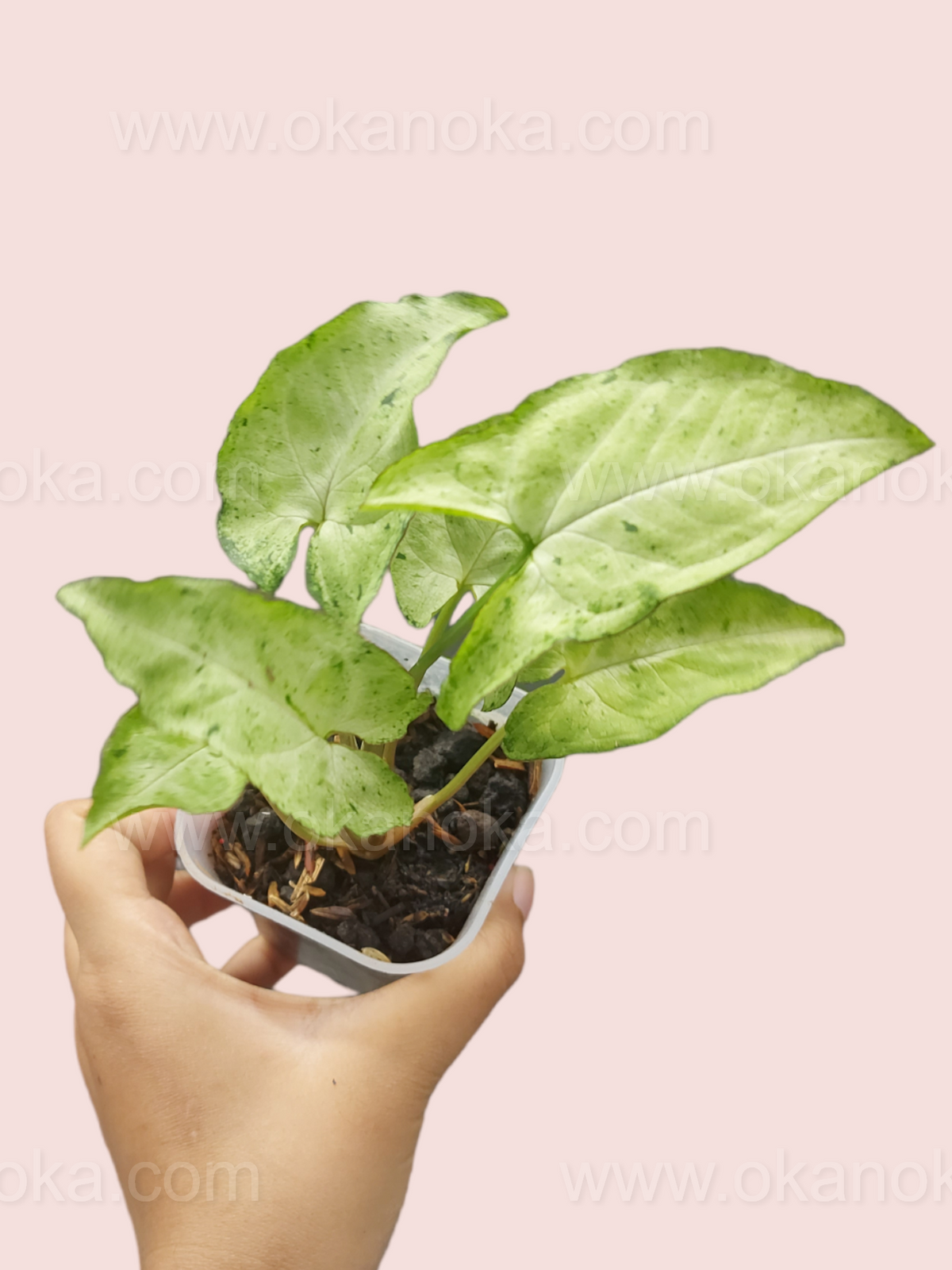 Close-up of Syngonium Byrd Freckless Europe showing freckled variegation on green leaves