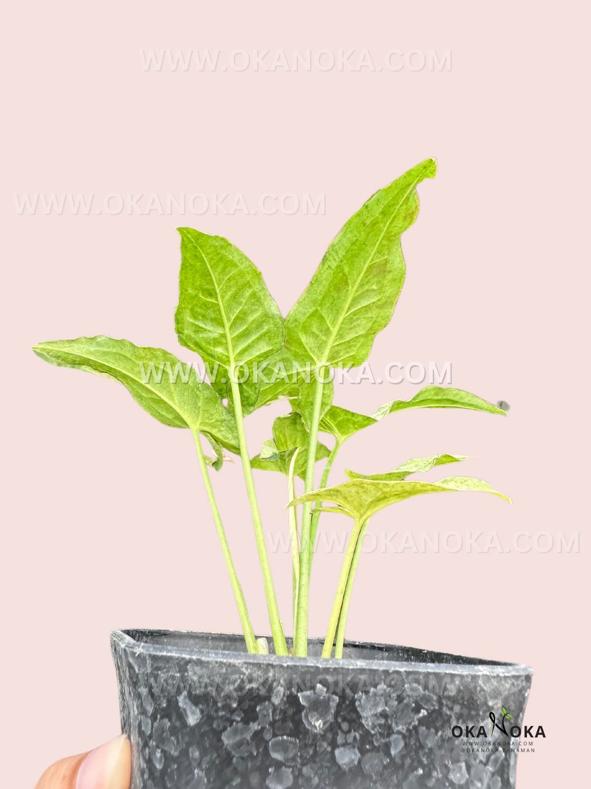 A hand holding Syngonium Milk Confetti Tricolor, back view.