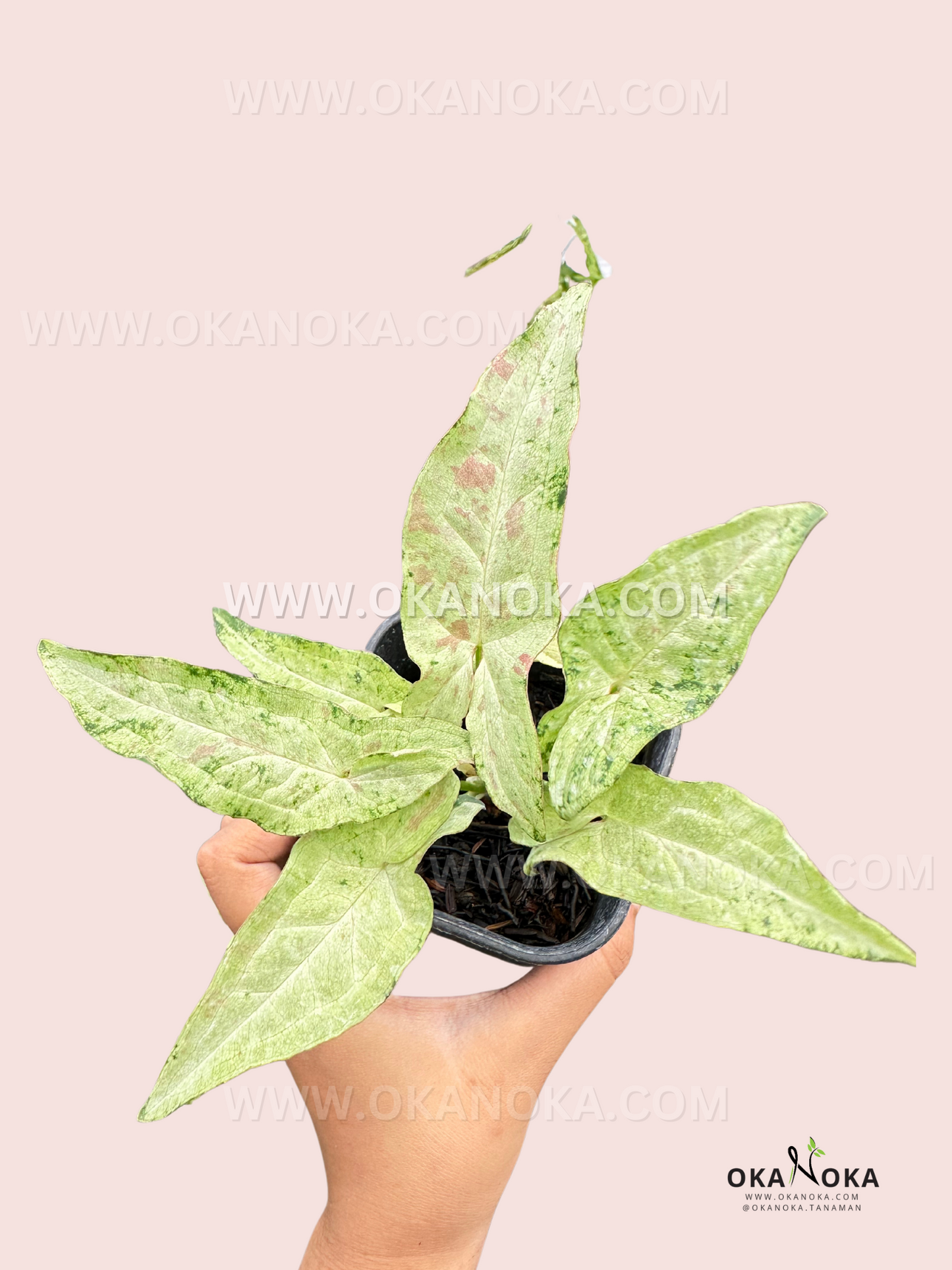 Top view of Syngonium Milk Confetti Tricolor highlighting its delicate green leaves with pink and cream variegation.