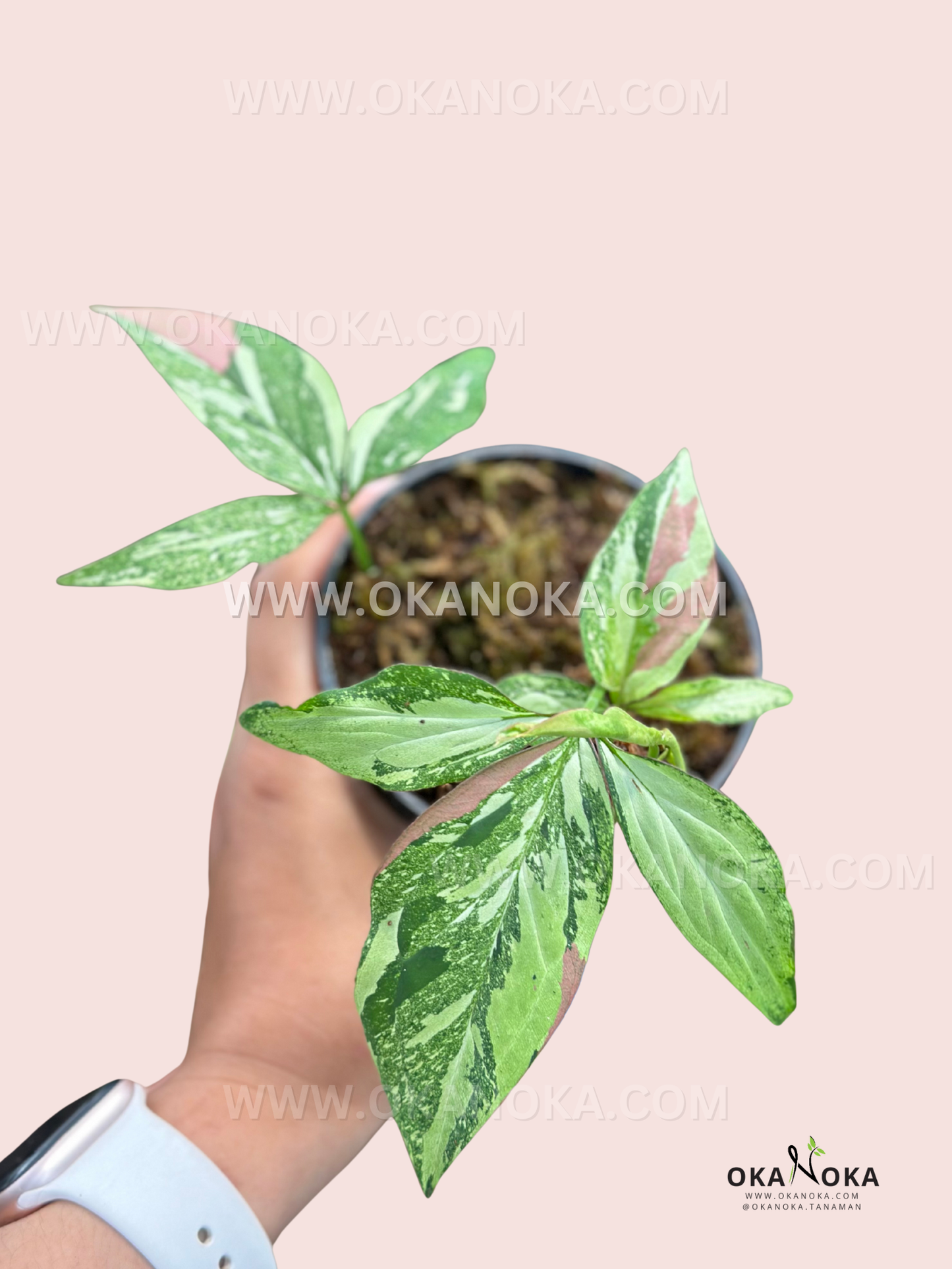 Front angle of Pink Marble Gems highlighting a large pink splash near the midrib and speckled cream variegation, plant supported in a hand.