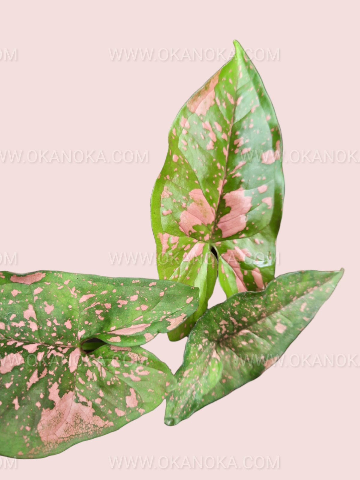 Top view of Syngonium Pink Splash Allusion highlighting unique splashes of pink on lush green leaves.