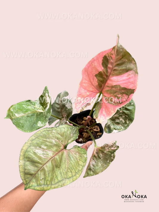 Syngonium Strawberry Ice Galaxy is a rare and striking variety of Syngonium, featuring a mix of pink, white, and green marbled leaves. The foliage has a galaxy-like pattern with splashes of color, giving it a unique and artistic appearance.