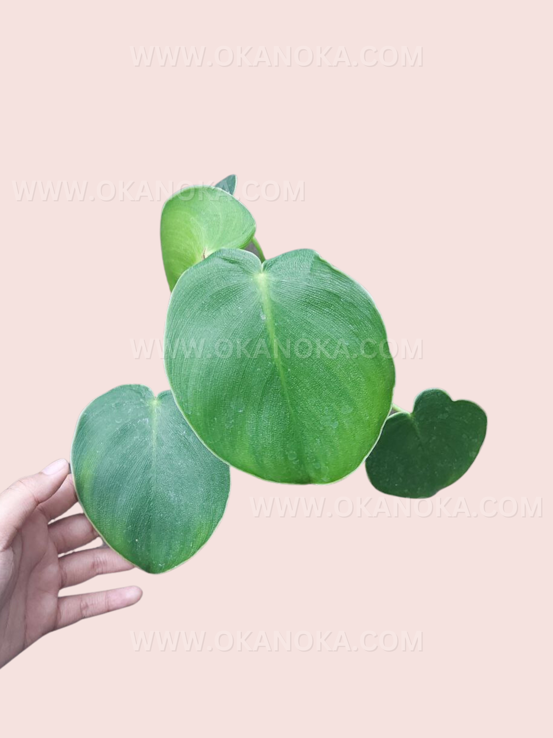philodendron rugosum growth Philodendron Rugosum – Okanoka