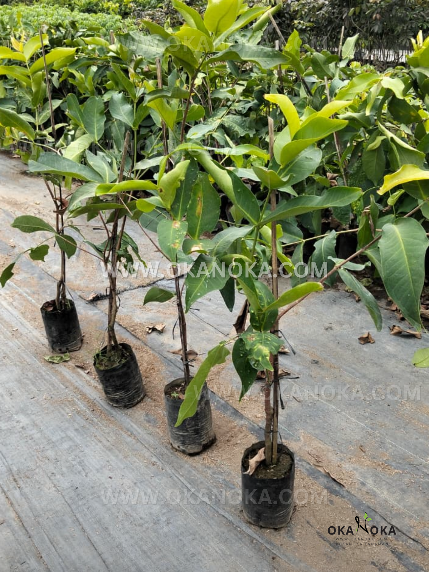 Rows of grafted Watery Rose Apple (Syzygium aqueum) saplings in black grow bags at a nursery, showing upright stems and glossy green leaves.
