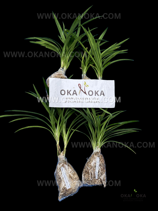 Five bare-root Pandanus amaryllifolius plants, moss-wrapped and labeled, arranged around an OKANOKA brand card on a black background.