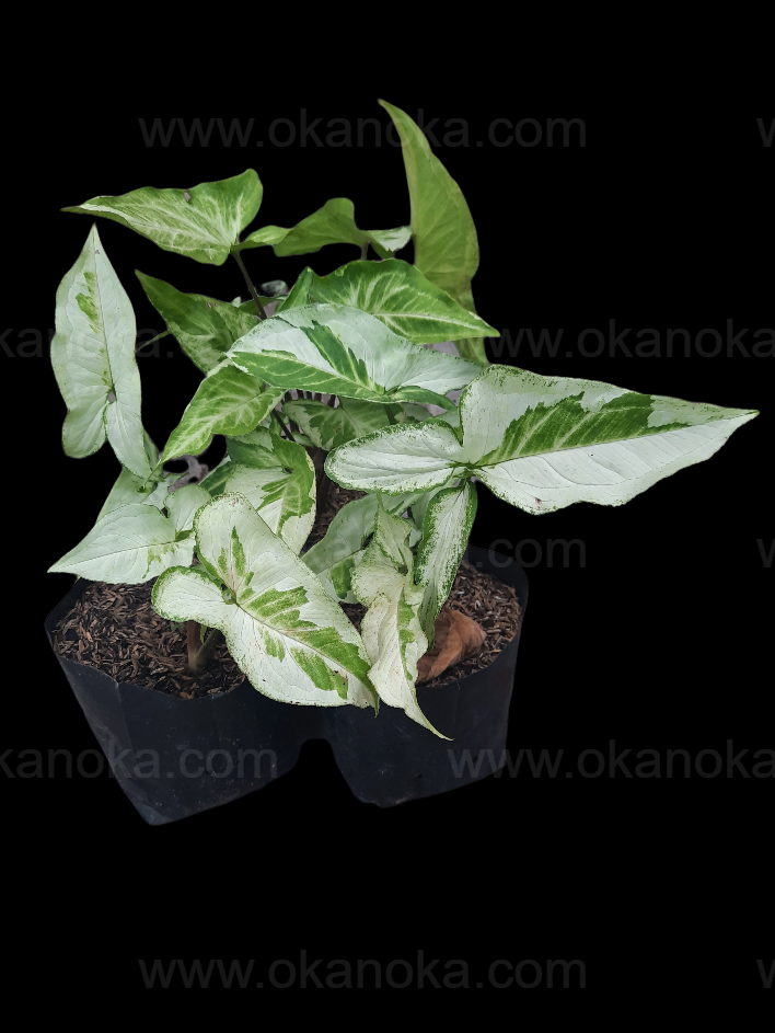 Wholesale batch of 100 Syngonium Three Kings (Magic Marble) plants with marbled white and green foliage, ideal for resale or large collections.