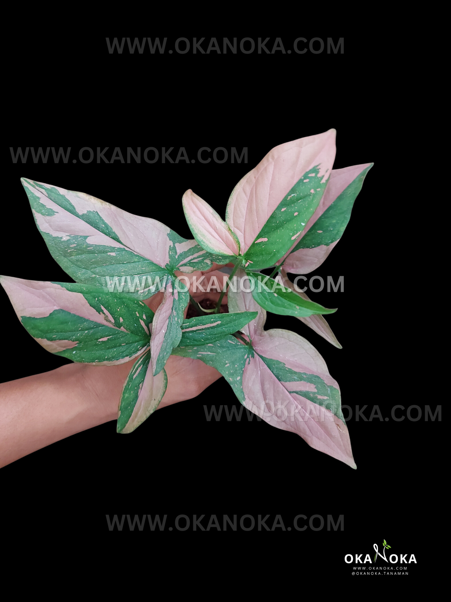 Wholesale set of 50 Syngonium Pink Splash Green plants with rich green foliage and subtle pink variegation, perfect for resale or large collections.