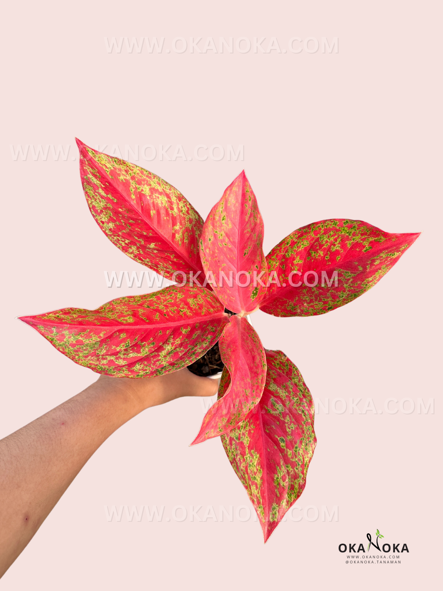 aglaonema commutatum pink moon Aglaonema Red Moon