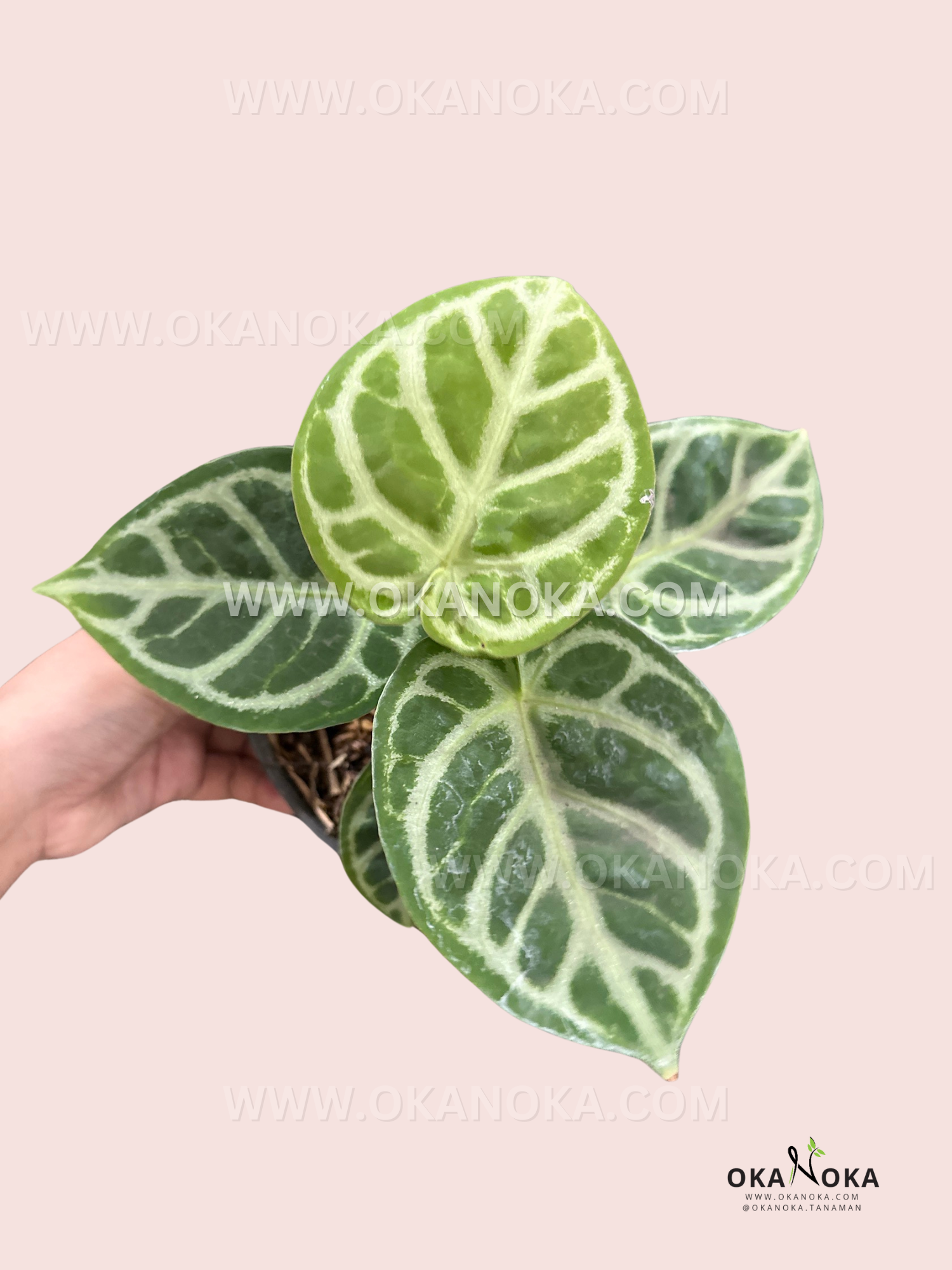 anthurium dorayaki for sale Anthurium Dorayaki