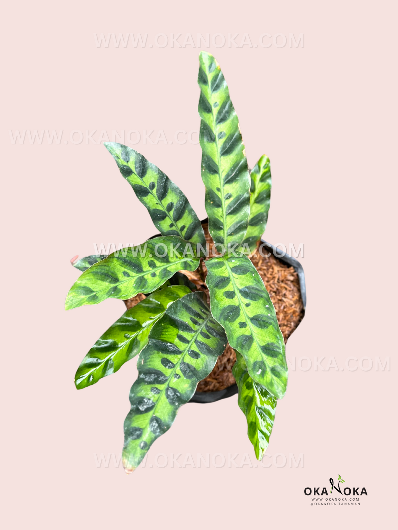 prayer plant rattlesnake Calathea Lancifolia Rattlesnake prayer plant