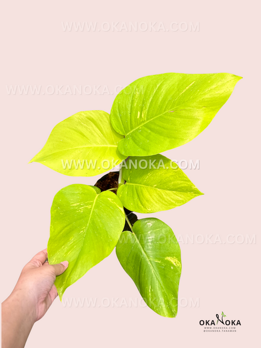 Epipremnum Aureum Lemon