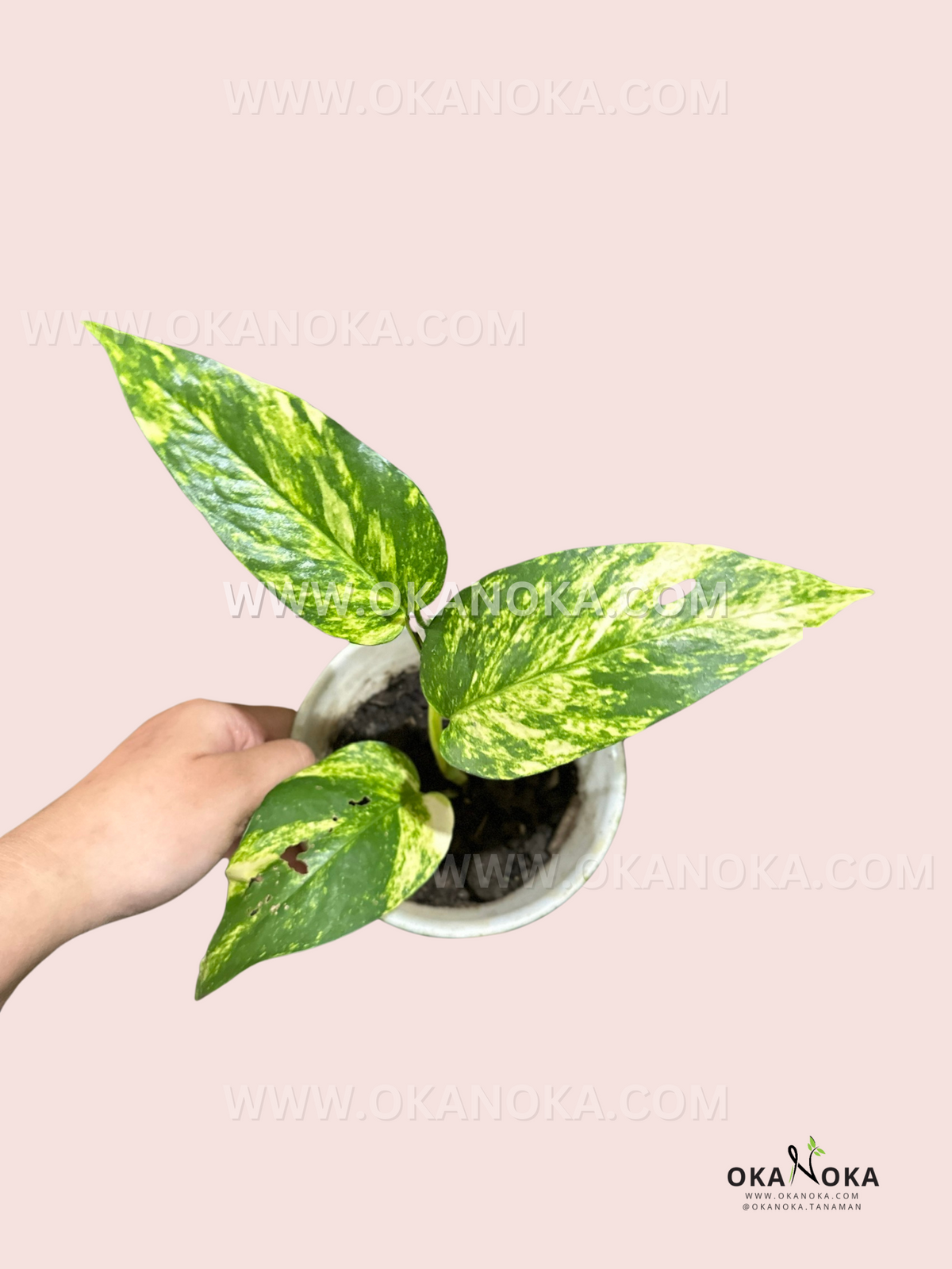 Epipremnum Pinnatum Yellow Sunrise live plant with vibrant yellow and green variegated foliage.