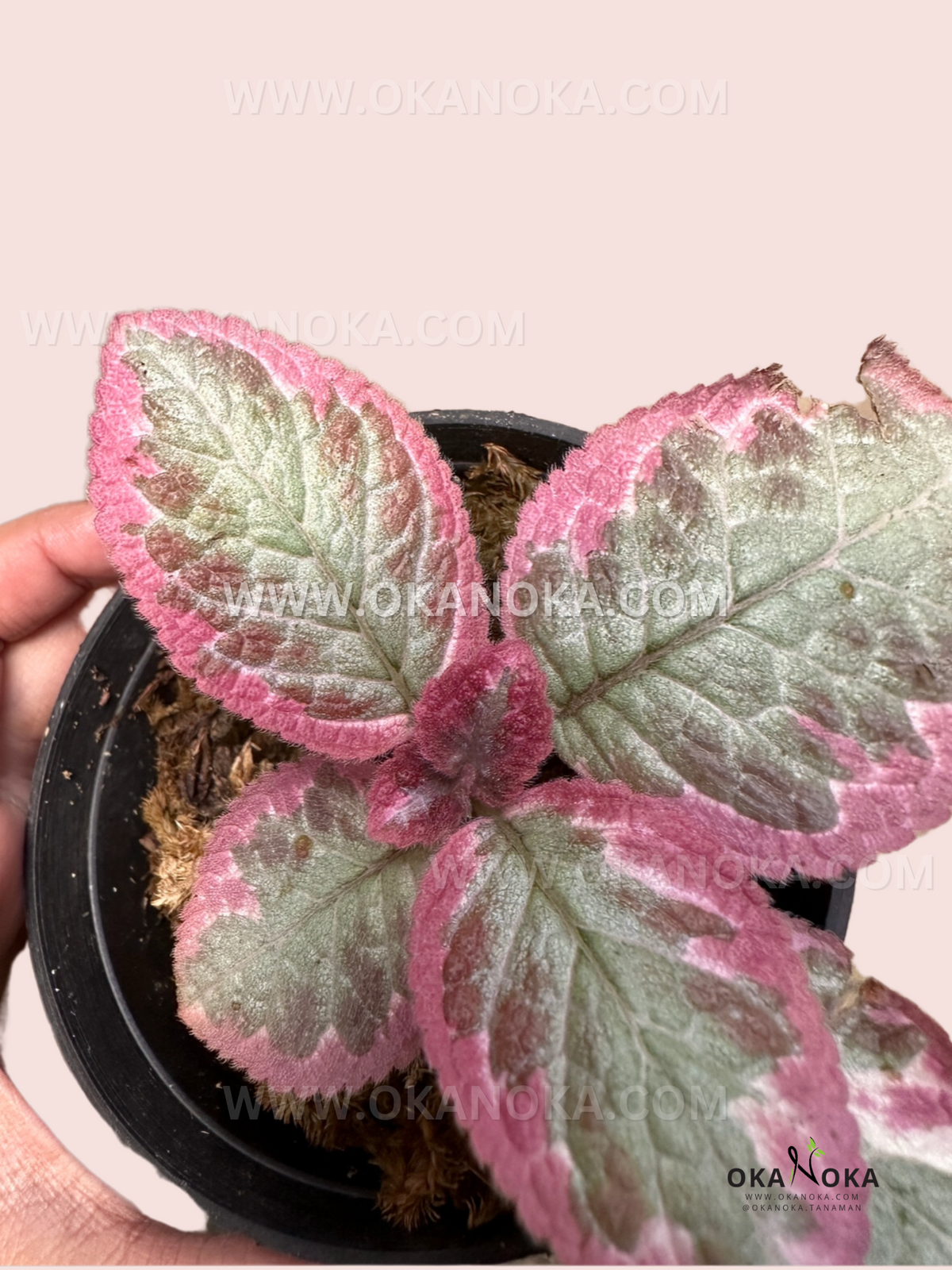 Episcia Cleopatra live plant with velvety silver-green leaves and vibrant pink veins.