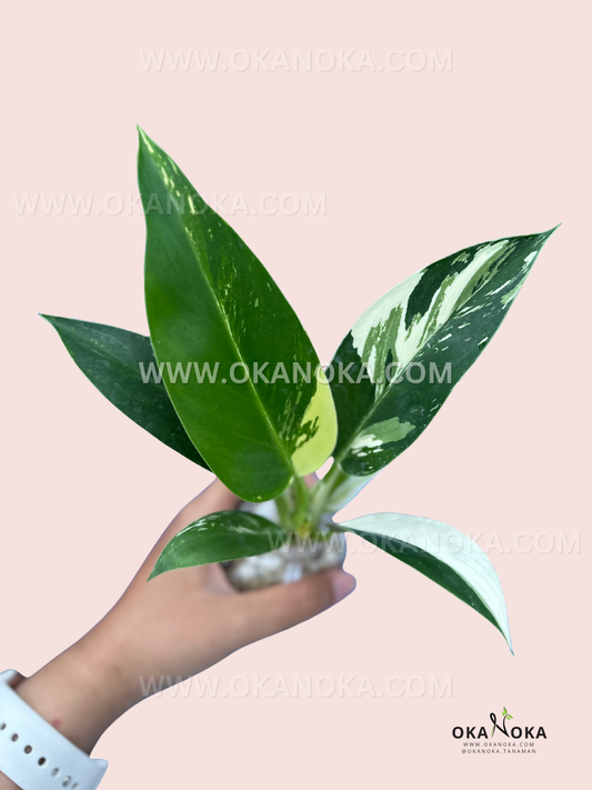 Hand holding Philodendron Green Congo Albo Variegated with bold white sectoral patches and glossy green leaves, moss-wrapped roots against a soft pink background.