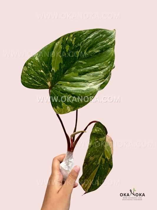 Homalomena rubescens Stardust abigarrada