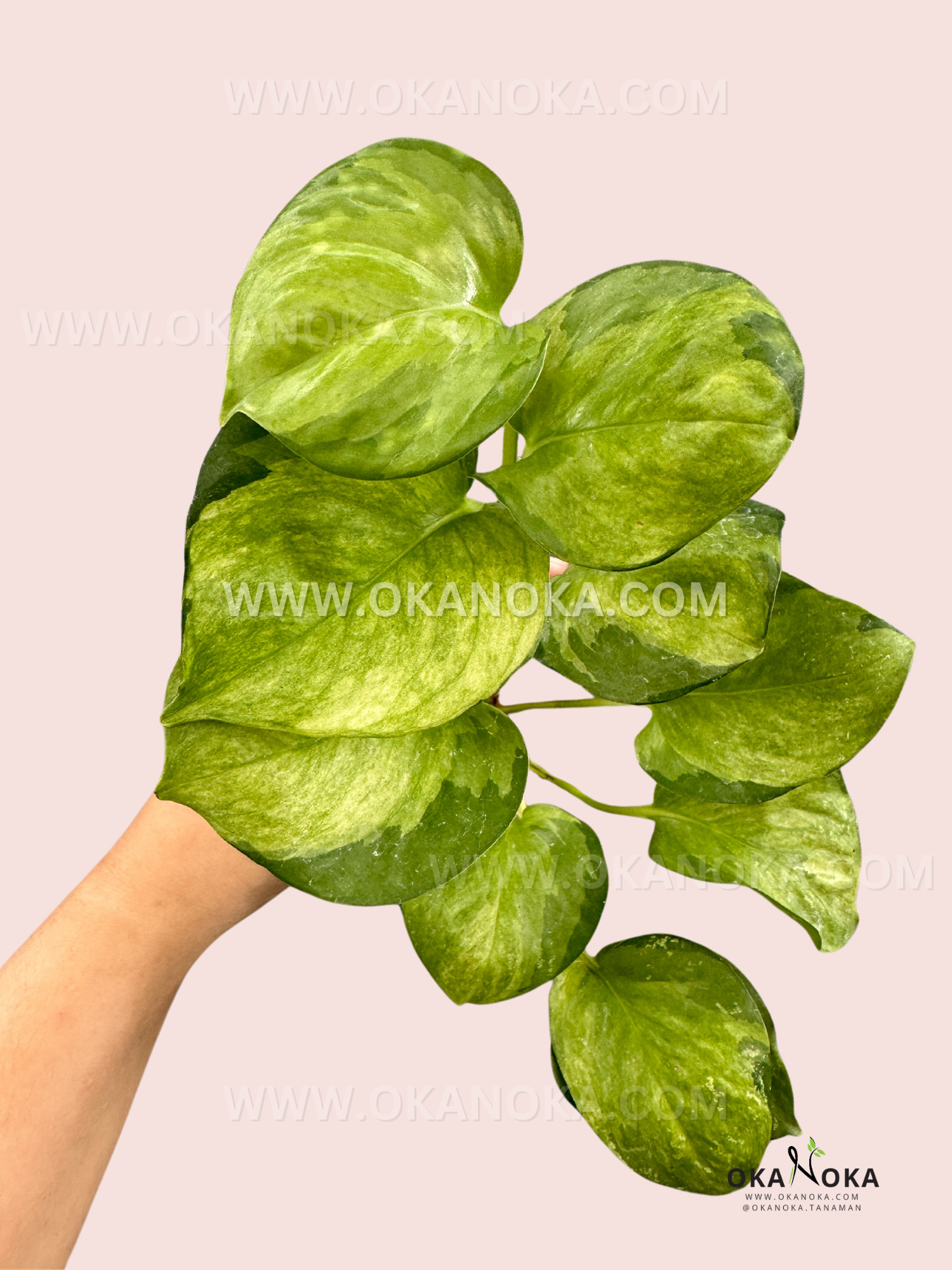 manjula pothos benefits Manjula Pothos Mint