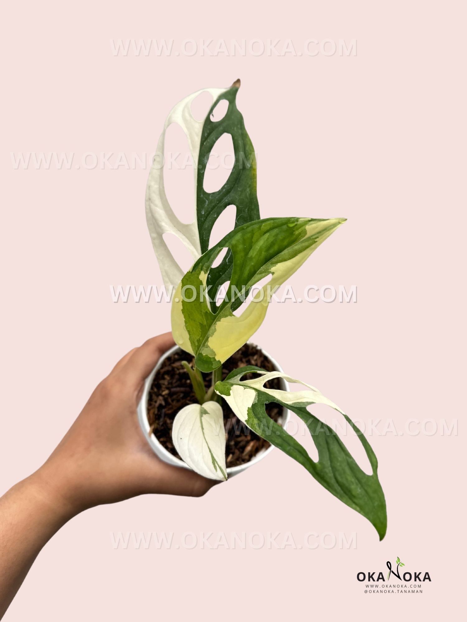 monstera adansonii nz Monstera Adansonii Variegated Giant Form