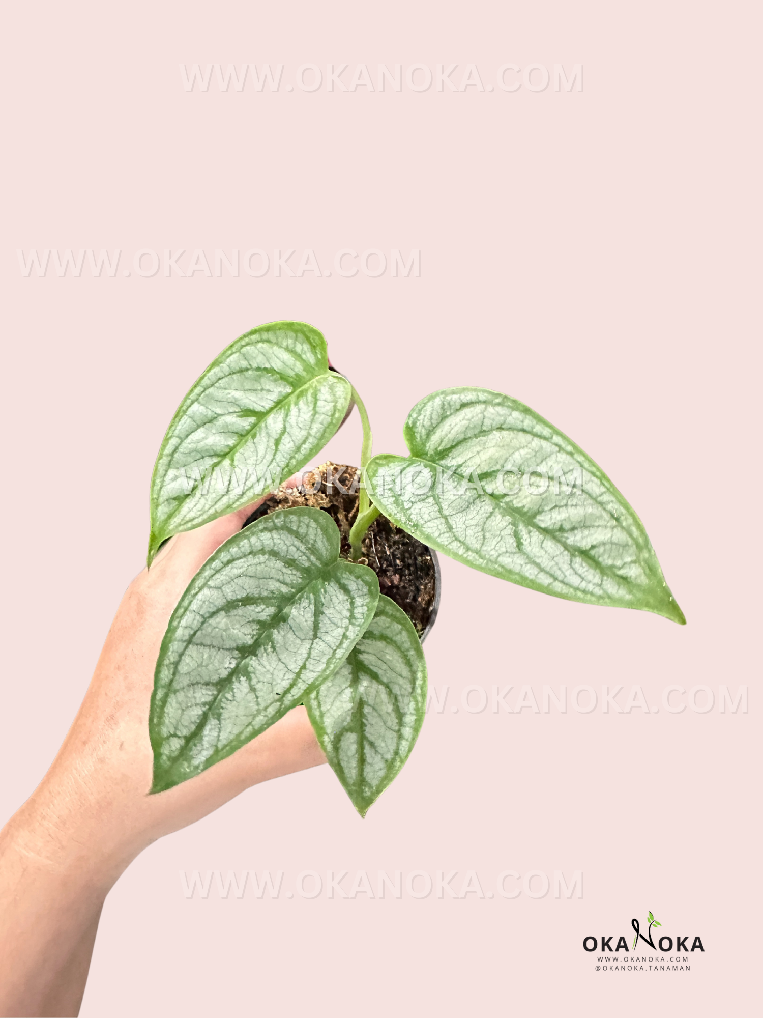 monstera stiltepecana Monstera Siltepecana Elsalvador – Okanoka