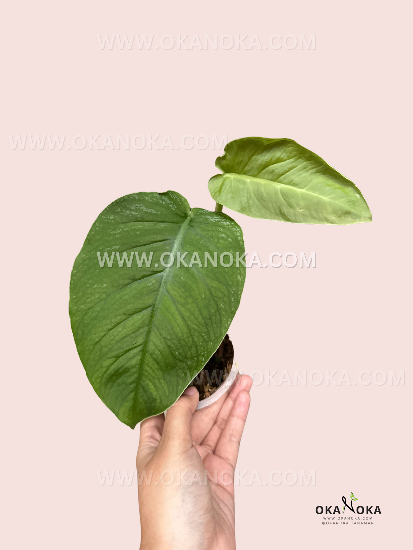 Monstera Dubia Medium Size live plant with silver-patterned shingling foliage.