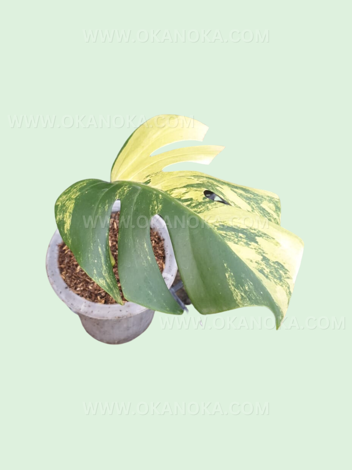 variegated monstera deliciosa cutting Rooted Cutting Monstera Marmorata Aurea Yellow Variegated Fenestrated – Okanoka
