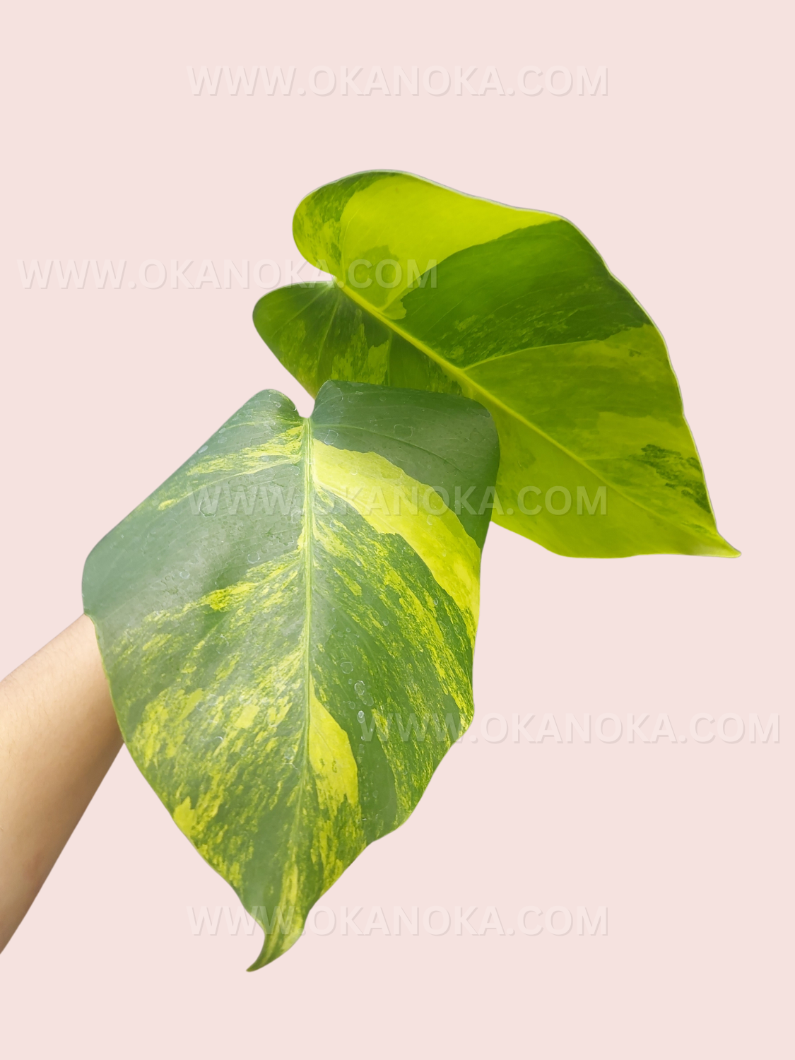 monstera marmorata vs aurea Monstera Deliciosa Marmorata Aurea Variegated
