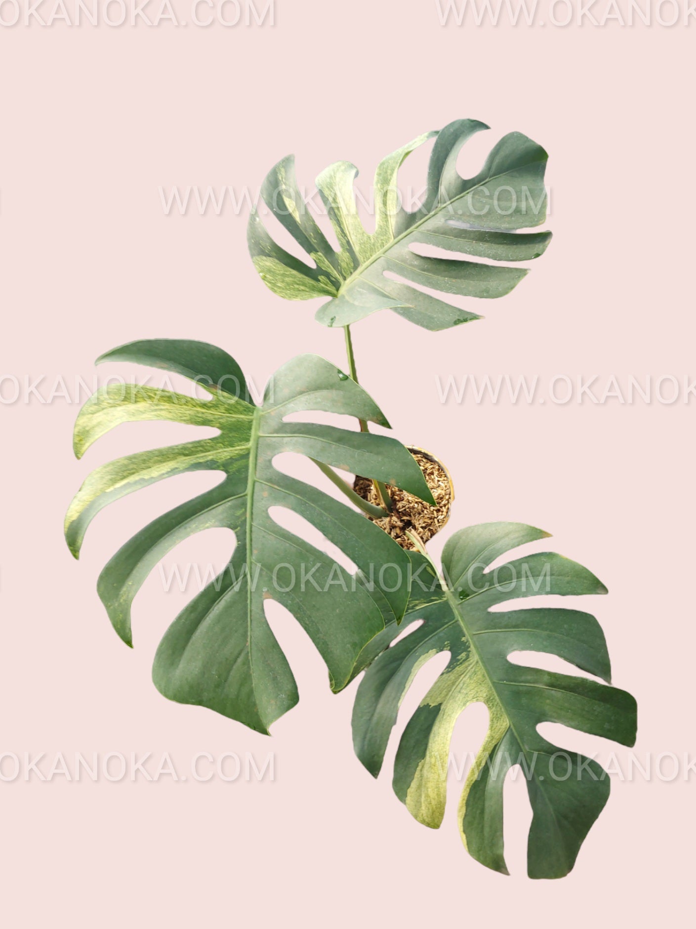monstera deliciosa white and green Monstera Deliciosa Mint Variegated Fenestrated – Okanoka