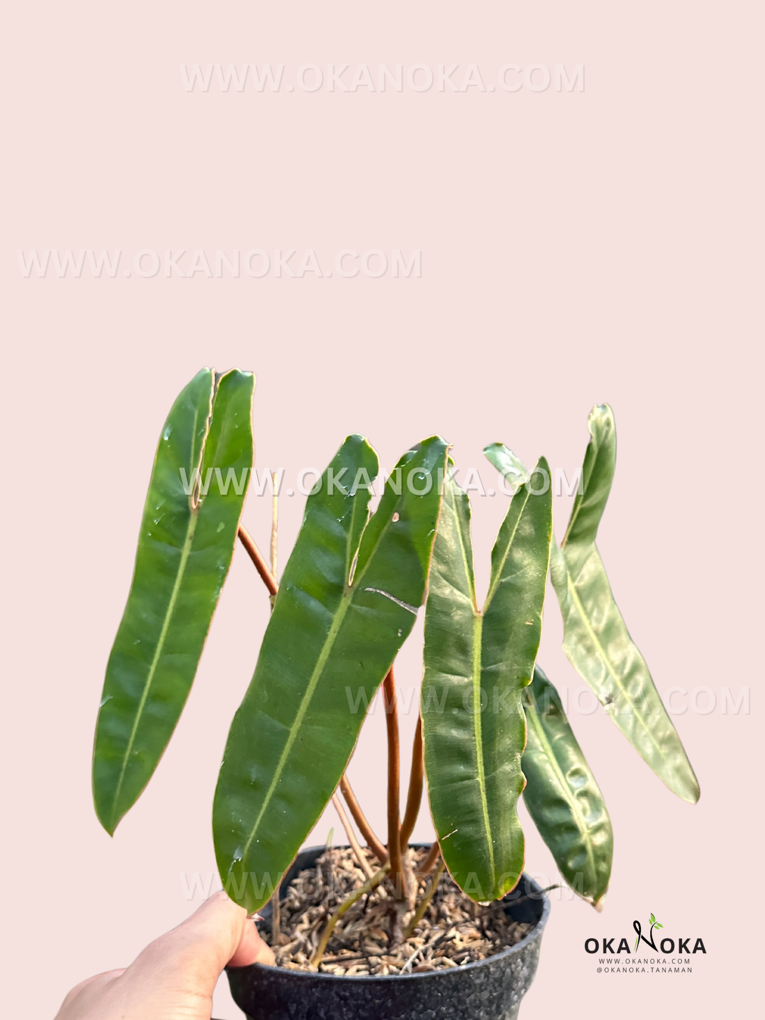 philodendron billietiae cutting Philodendron Billietiae small size
