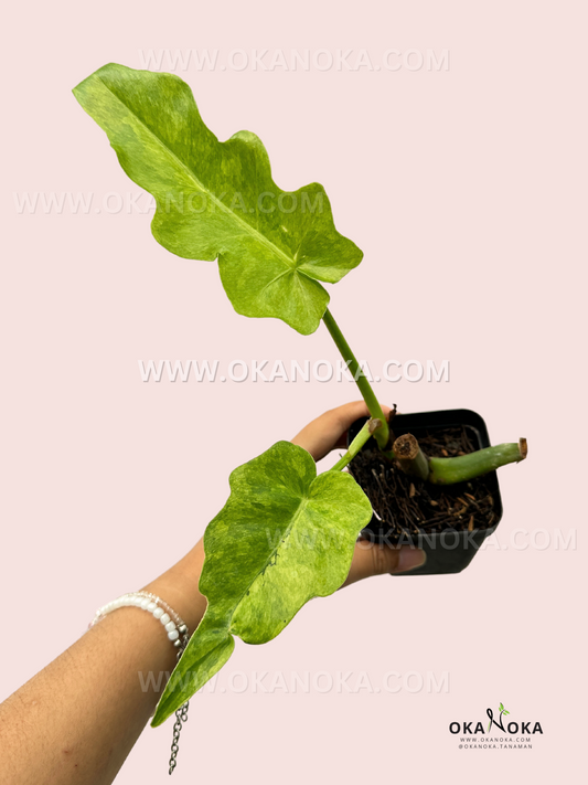 Philodendron Bob Cee Variegated