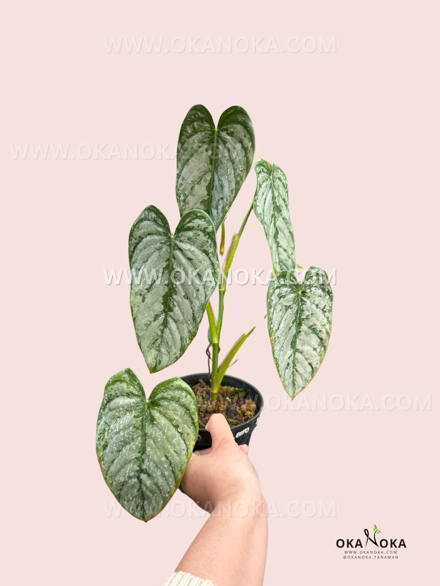 philodendron brandtianum vs silver pothos Philodendron Brandtianum