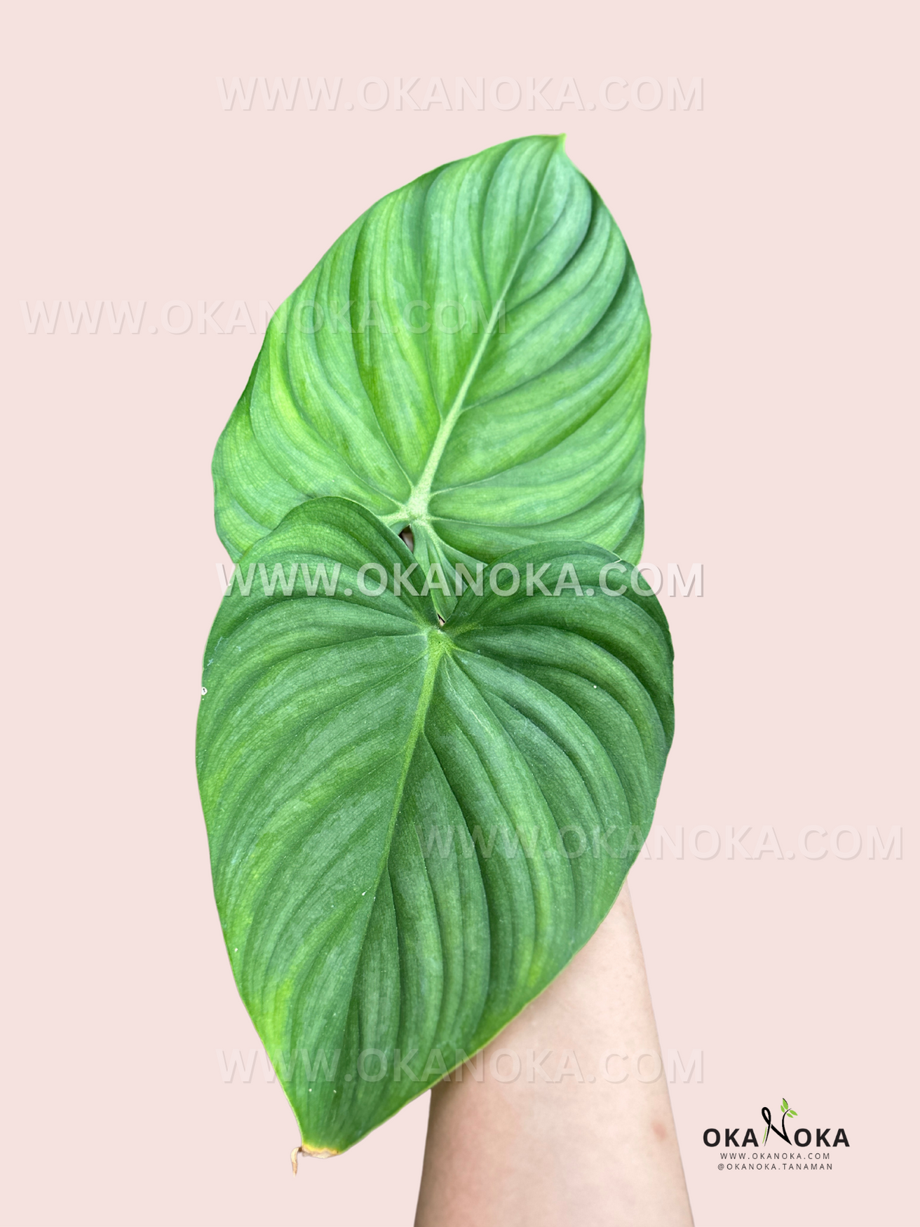 philodendron hybri Philodendron Hybrid Confident (MCDOWEL X PLOWMANII)