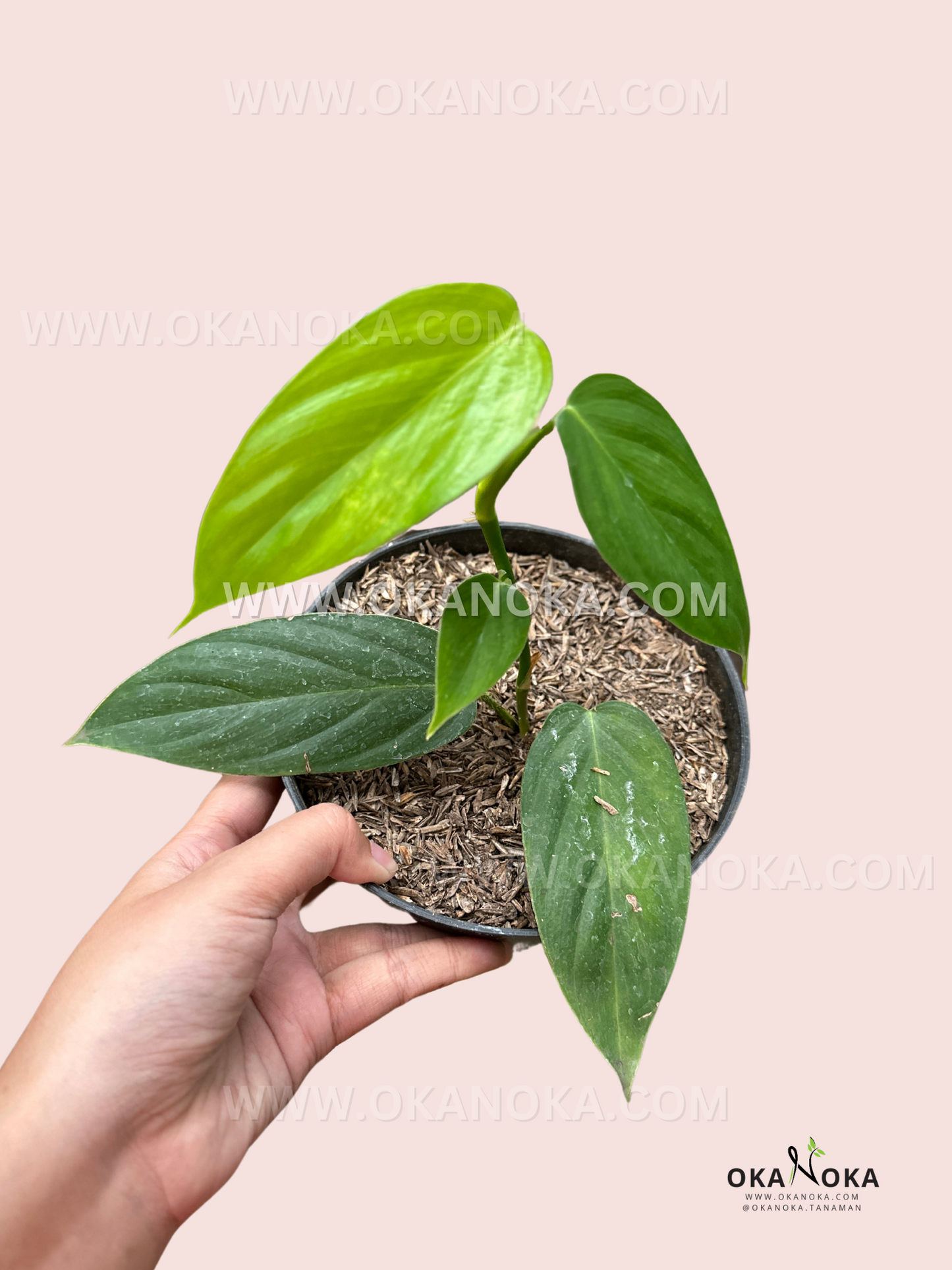 Philodendron Genevievianum live plant with elongated glossy green tropical foliage.