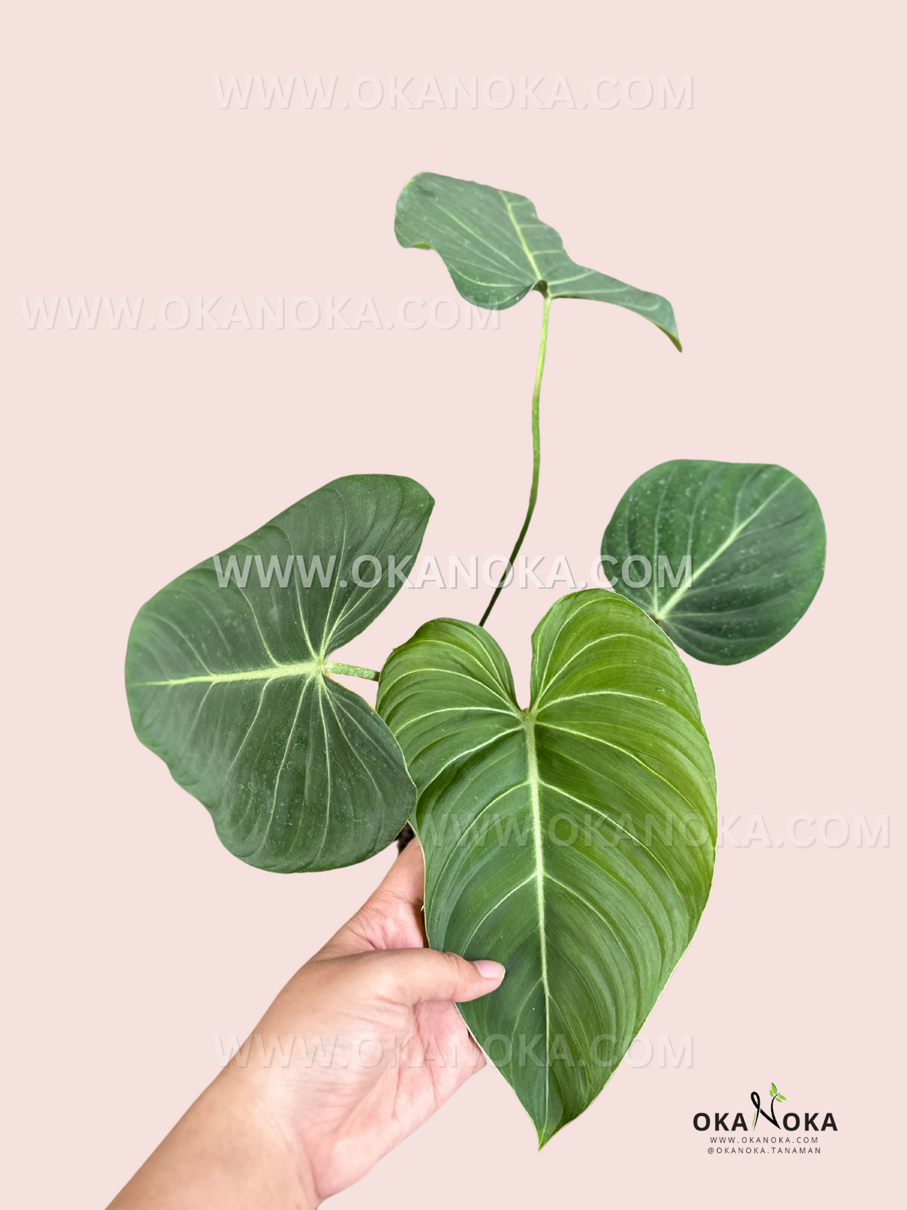 glorious philodendron Philodendron Glorious