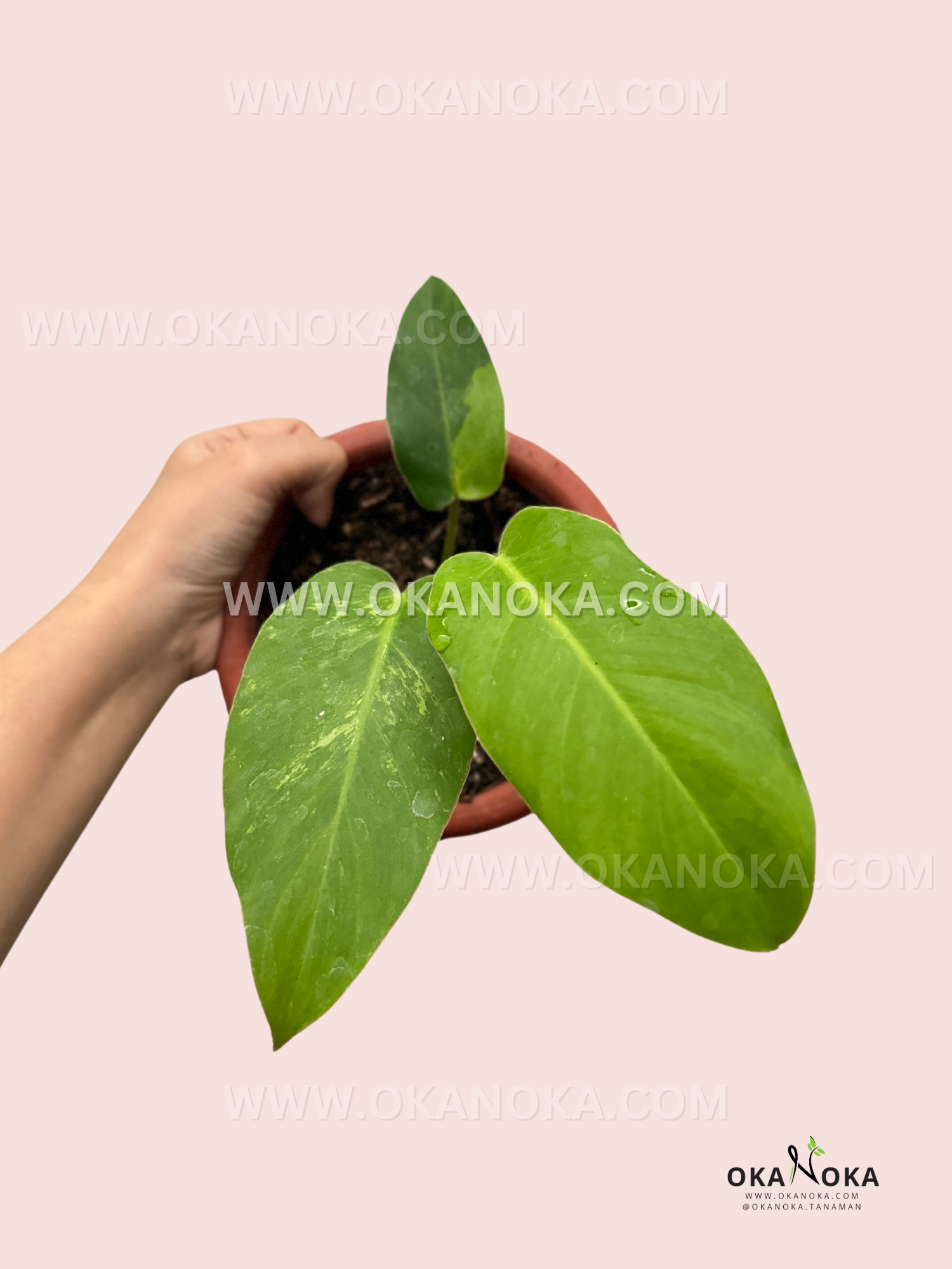 Philodendron Jungle Fever Small Size