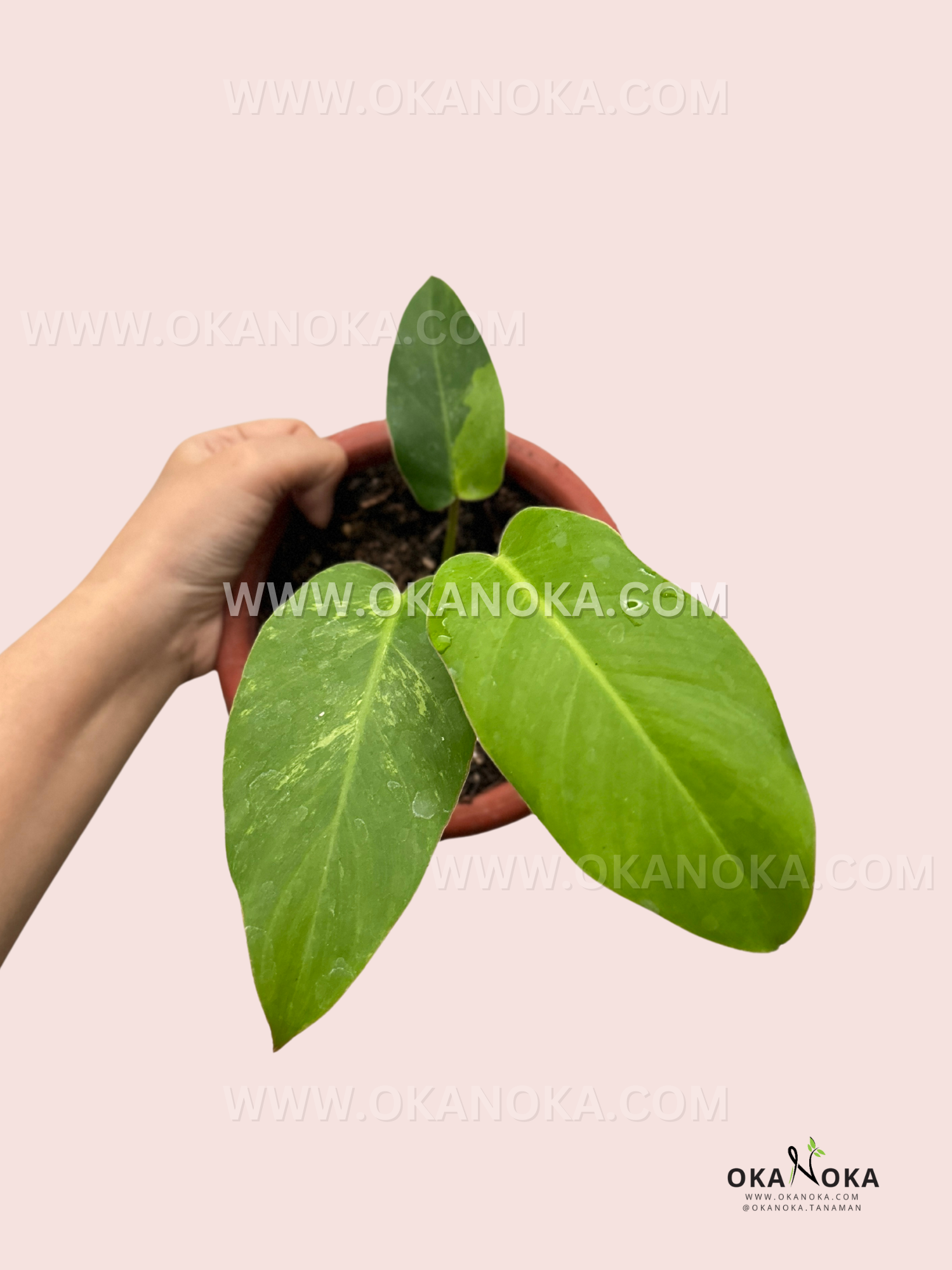 jungle philodendron Philodendron Jungle Fever Small Size – Okanoka