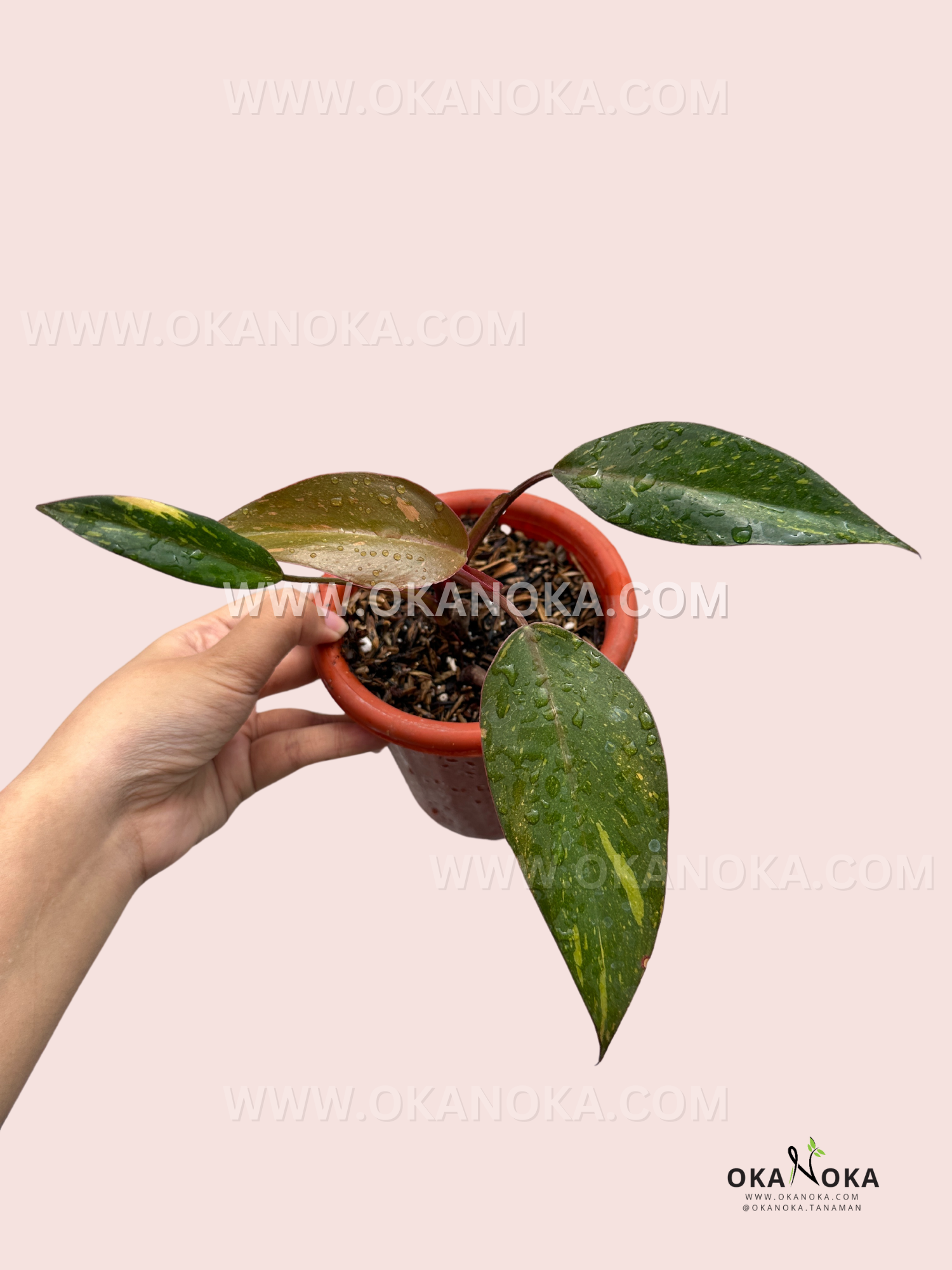 philodendron princess of orange Philodendron Orange Princess – Okanoka
