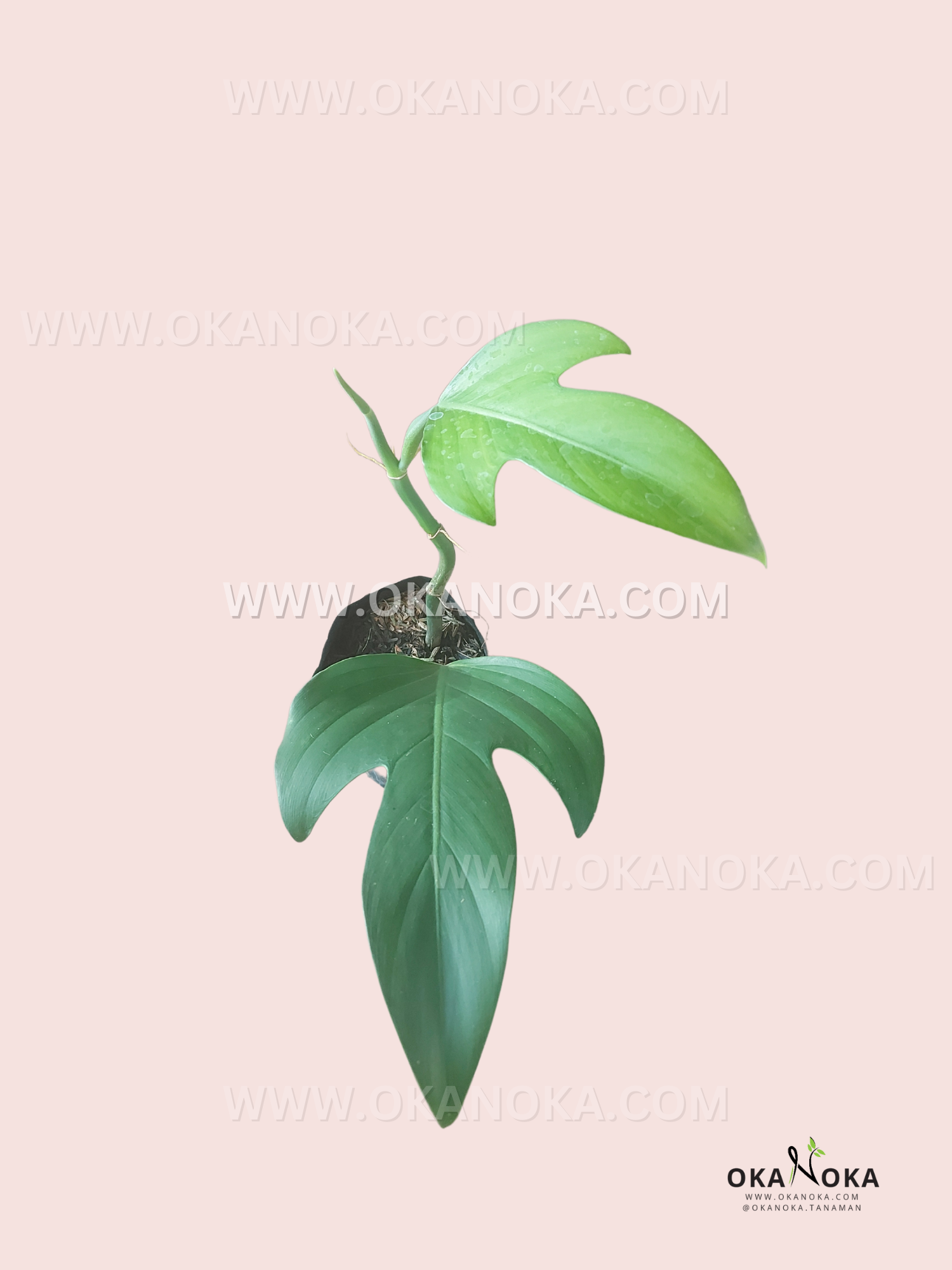 anthurium panduriforme Philodendron Panduriforme