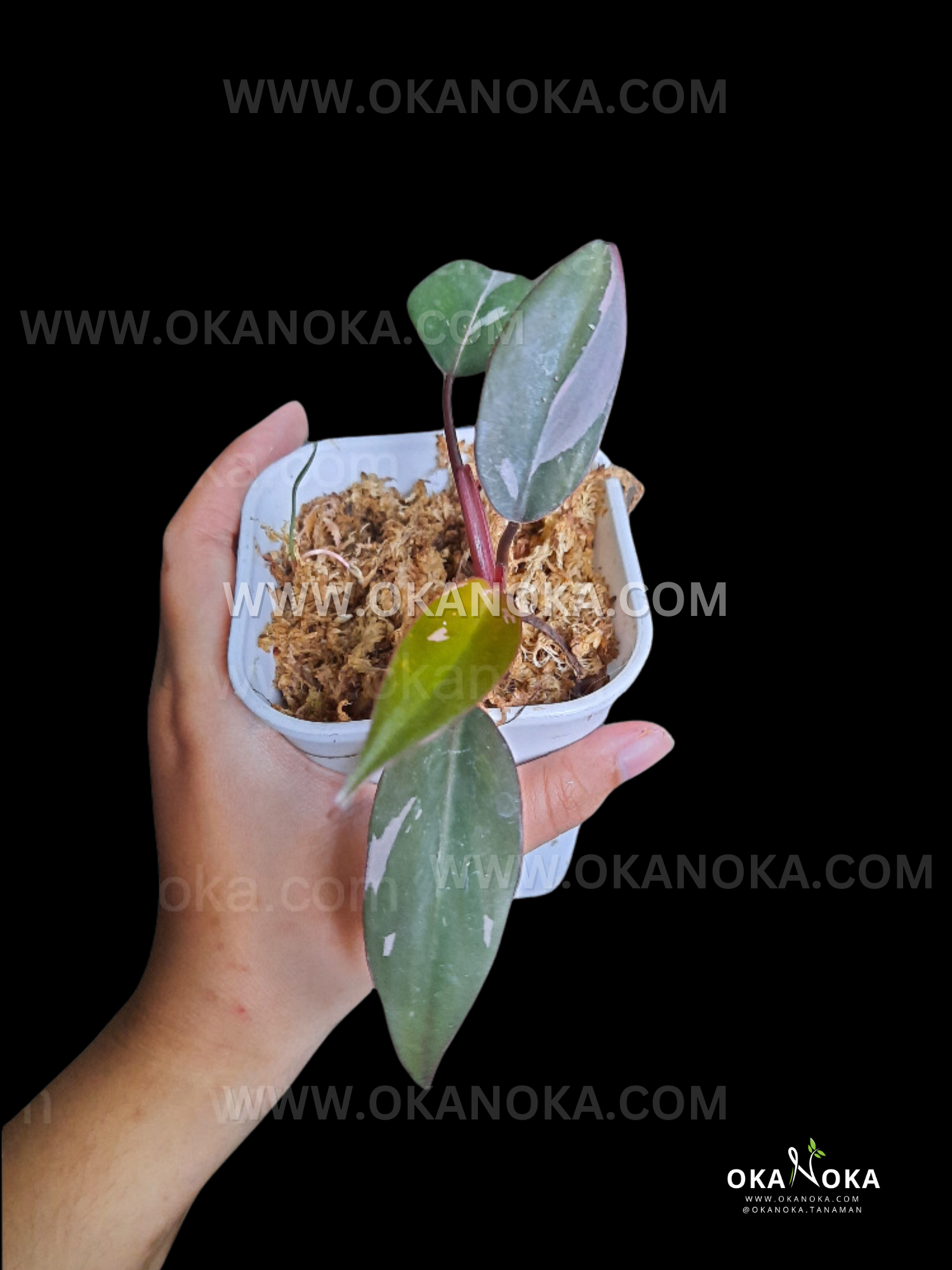 wholesale philodendron Wholesale 100x Philodendron Pink Princess