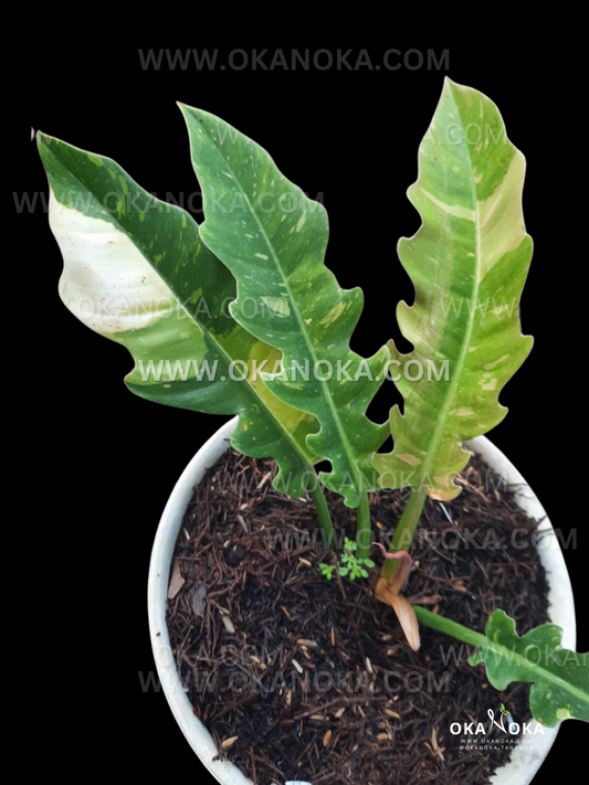 Philodendron Ring of Fire medium size